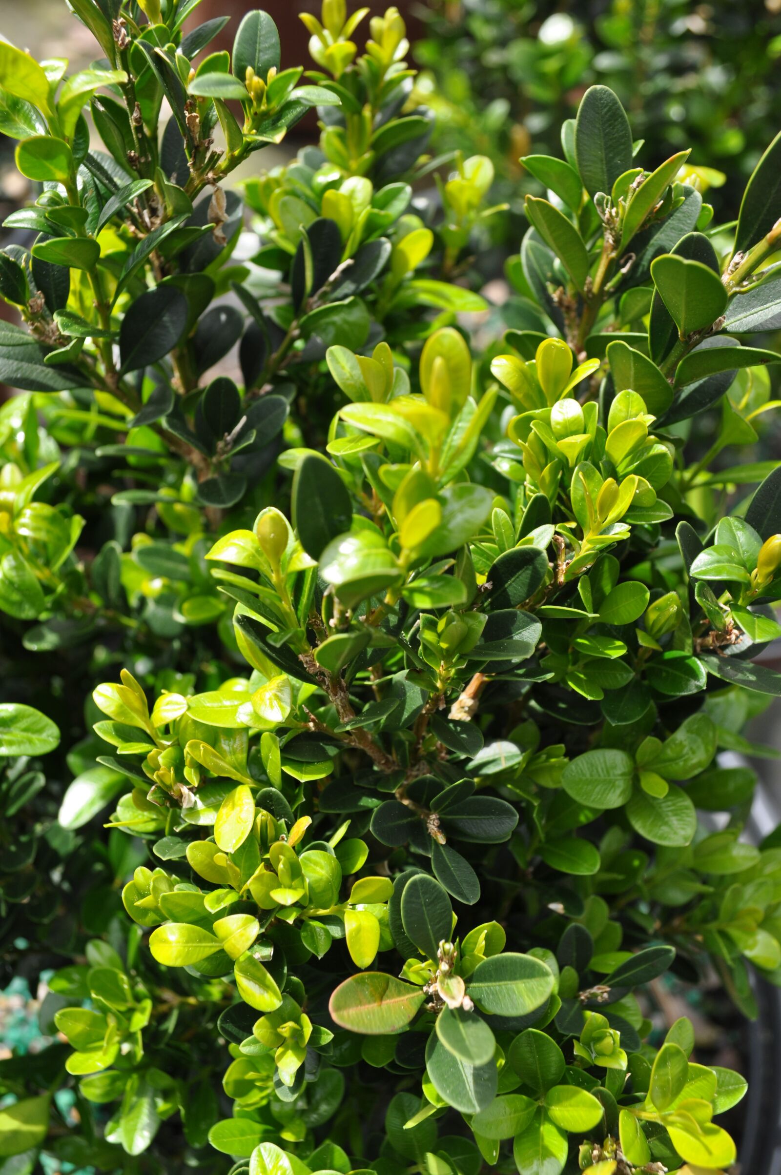 Nikon D5000 sample photo. Boxwood, green, spring photography
