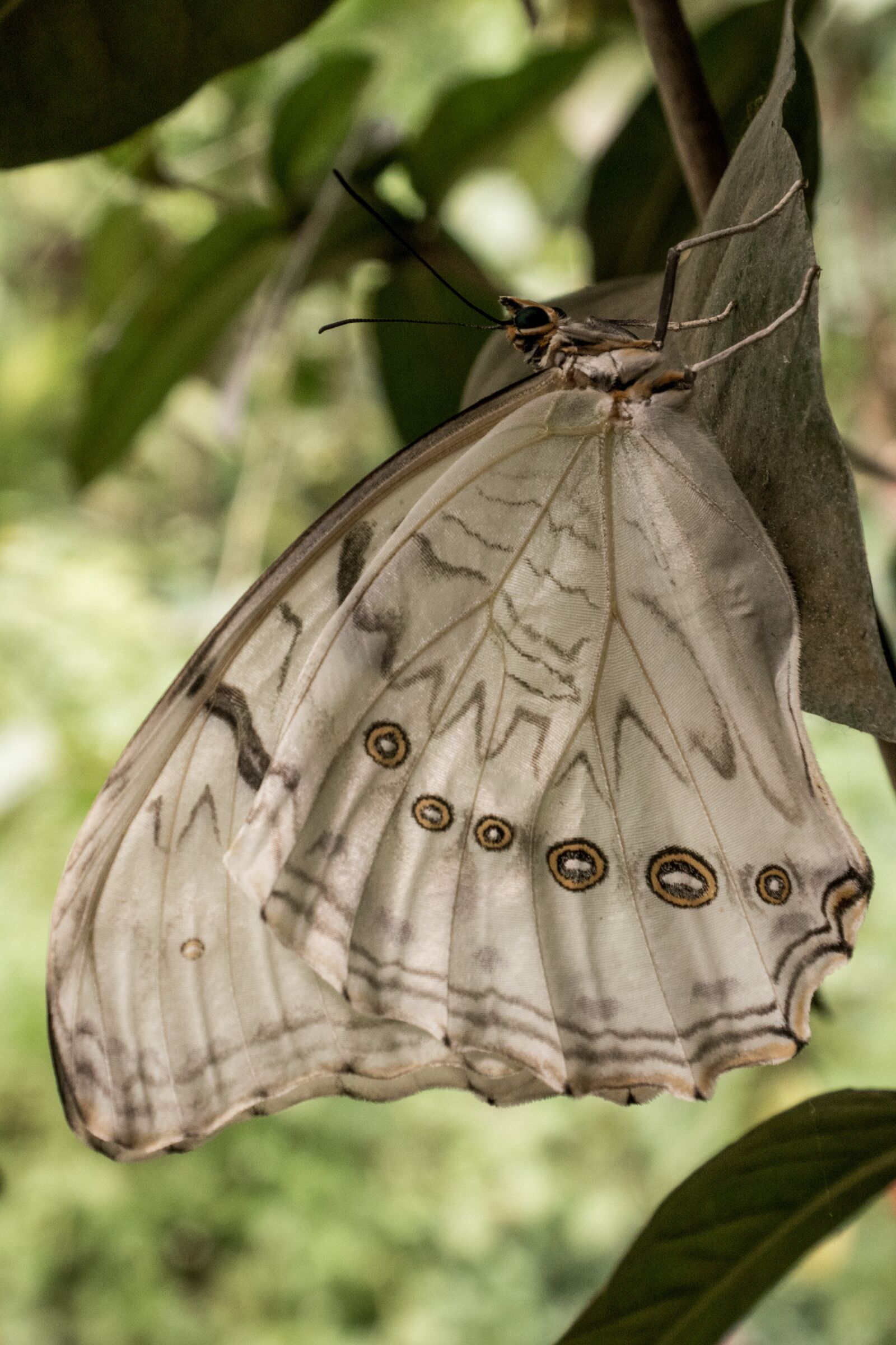 Panasonic DC-TZ200 sample photo. Butterfly, white, grey photography