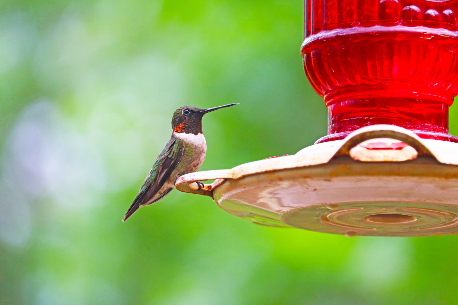 Canon EOS 800D (EOS Rebel T7i / EOS Kiss X9i) + Canon EF-S 55-250mm F4-5.6 IS STM sample photo. Hummingbird, bird, bird feeder photography