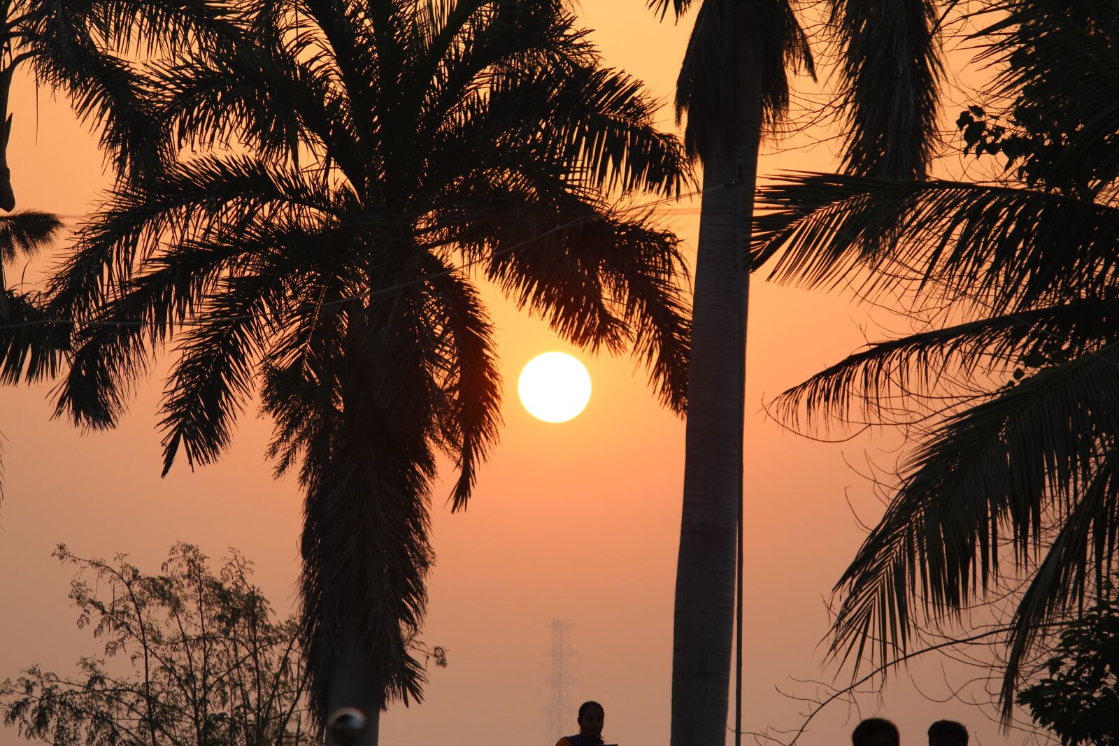 Canon EOS 700D (EOS Rebel T5i / EOS Kiss X7i) sample photo. Sunset, tress, evening photography