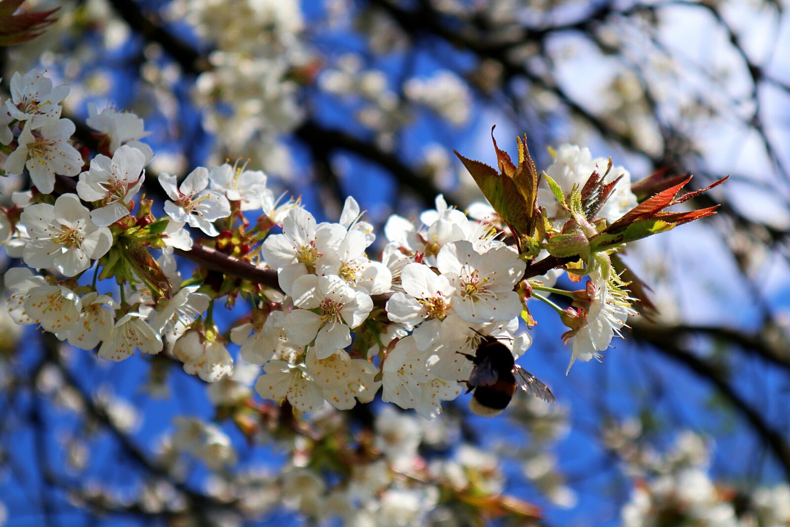 Canon EOS M100 sample photo. Hummel, apple tree flowers photography