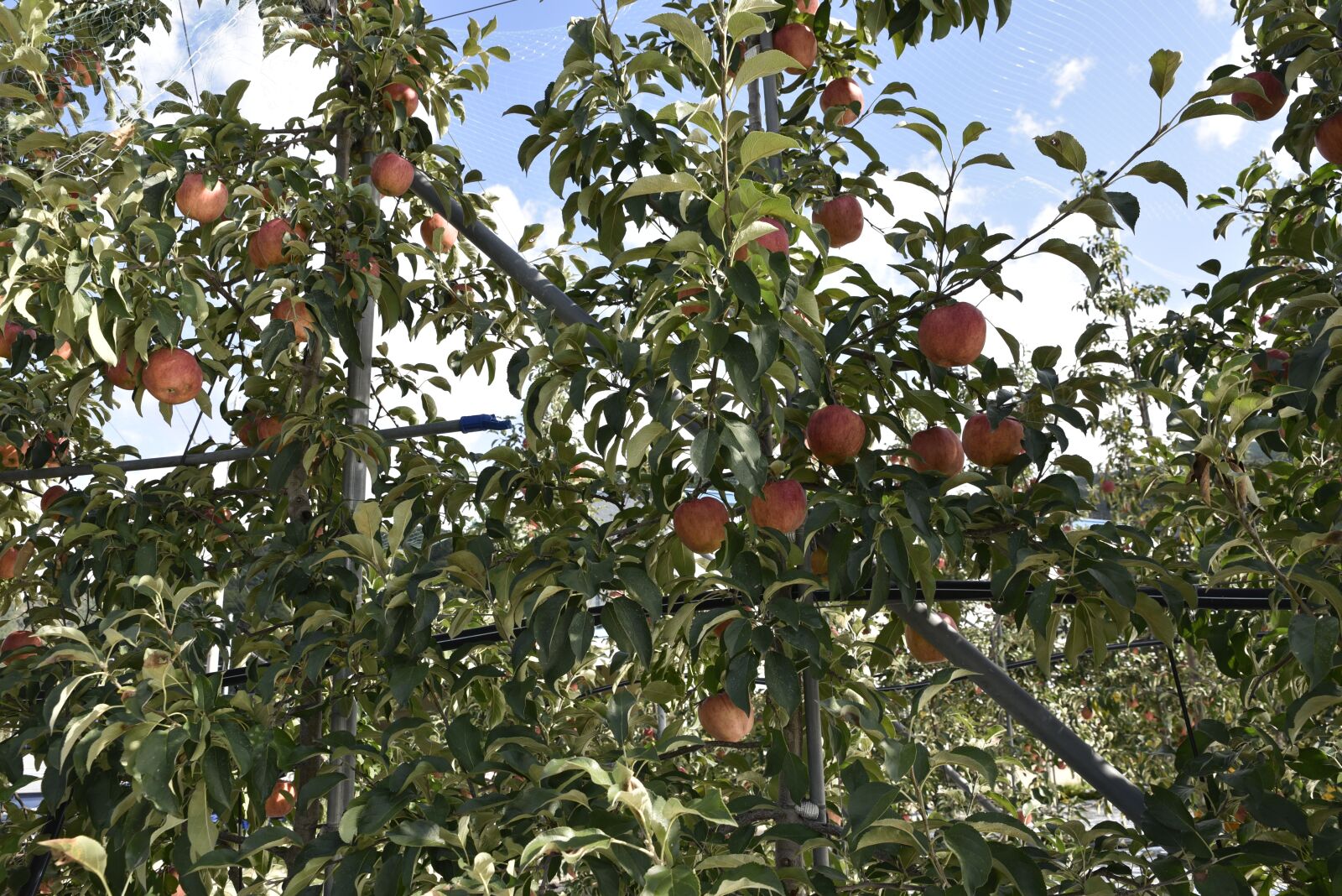 Nikon D750 sample photo. Apple, fruit, apple tree photography