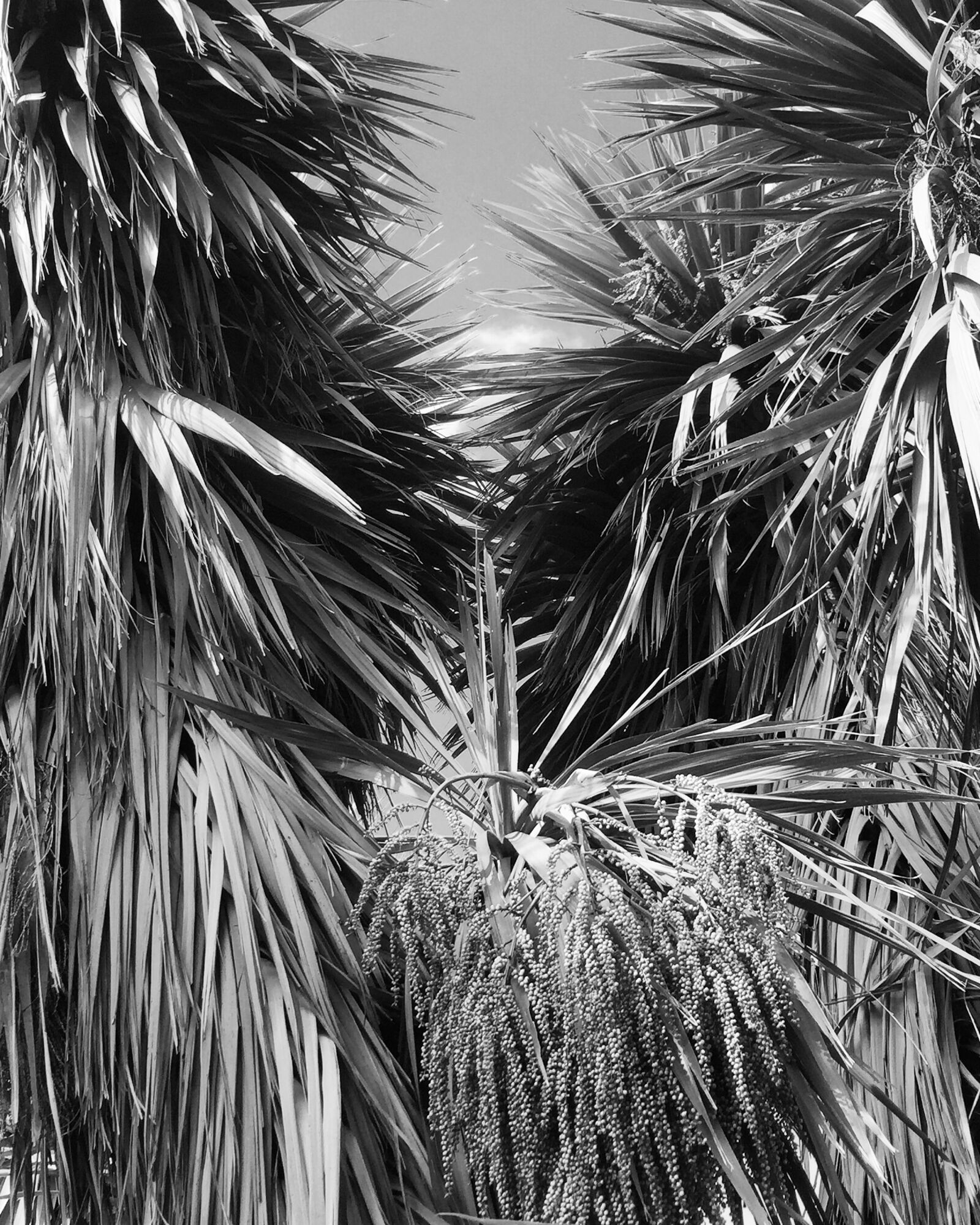 Apple iPhone 6 sample photo. Cabbage trees, black and photography