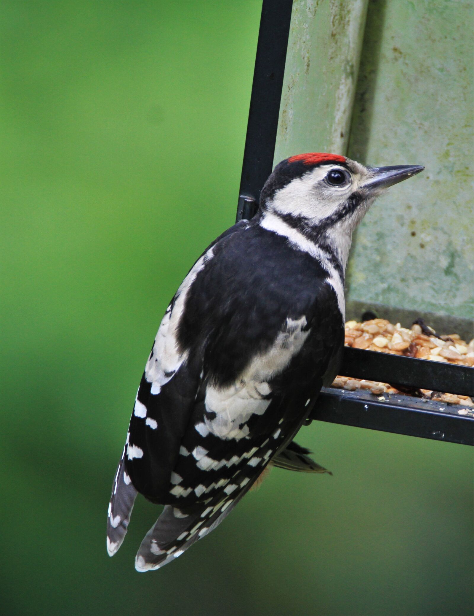 Tamron SP 150-600mm F5-6.3 Di VC USD sample photo. Great spotted woodpecker, woodpecker photography