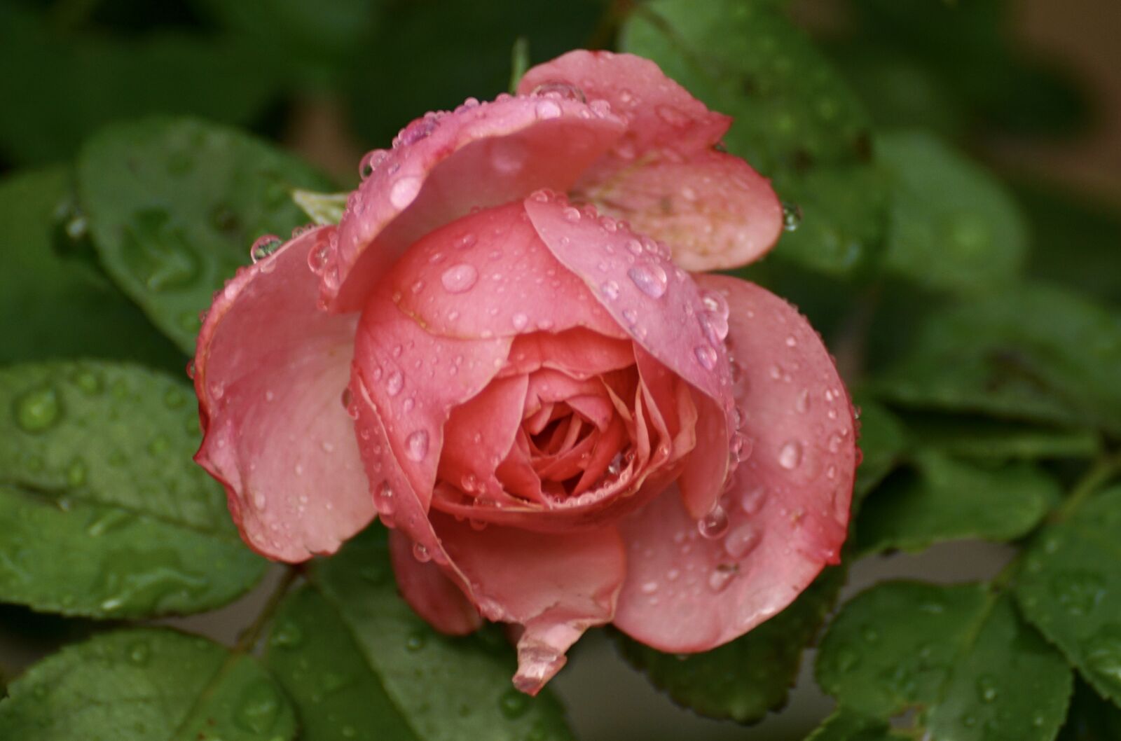 Sony DT 55-300mm F4.5-5.6 SAM sample photo. Rose, flower, blossom photography