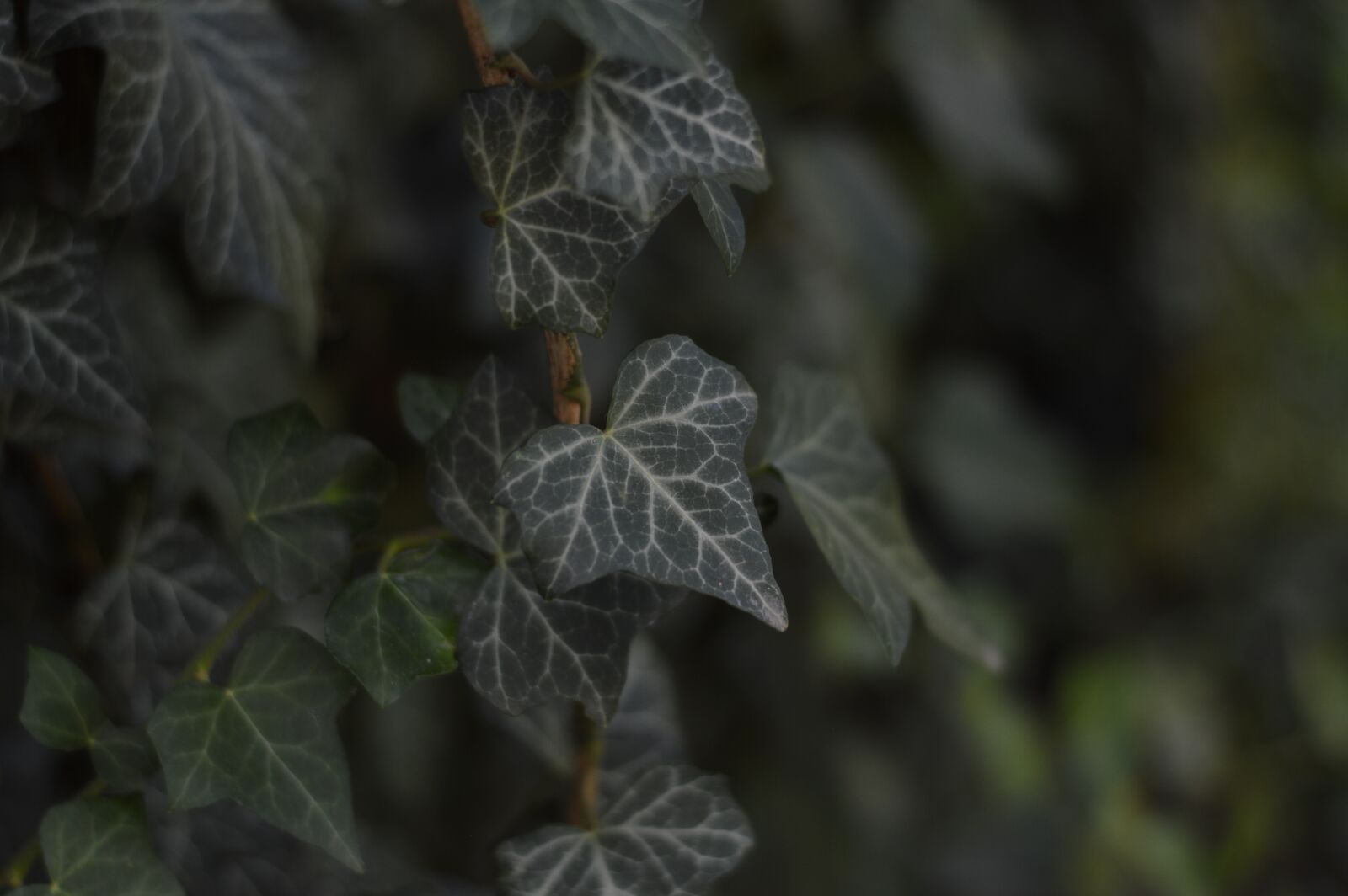 Nikon D3200 sample photo. Ivy, garden, flower photography