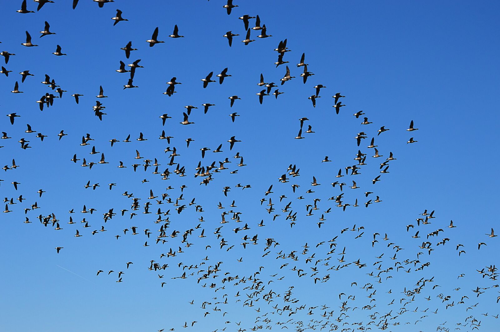 Nikon D3200 sample photo. Wild geese, flight, swarm photography