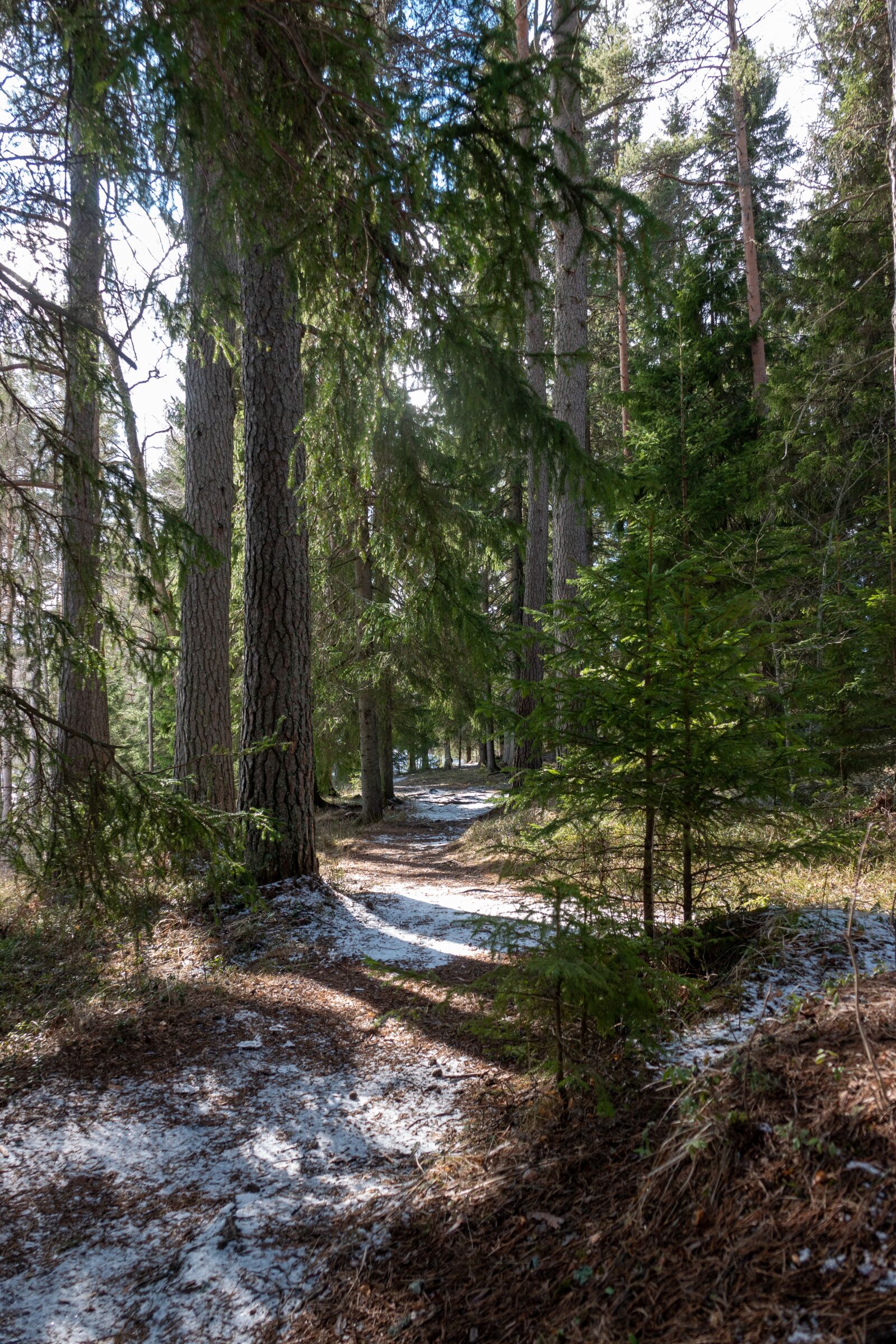 Sony Cyber-shot DSC-RX10 IV sample photo. Forest, green, sun photography