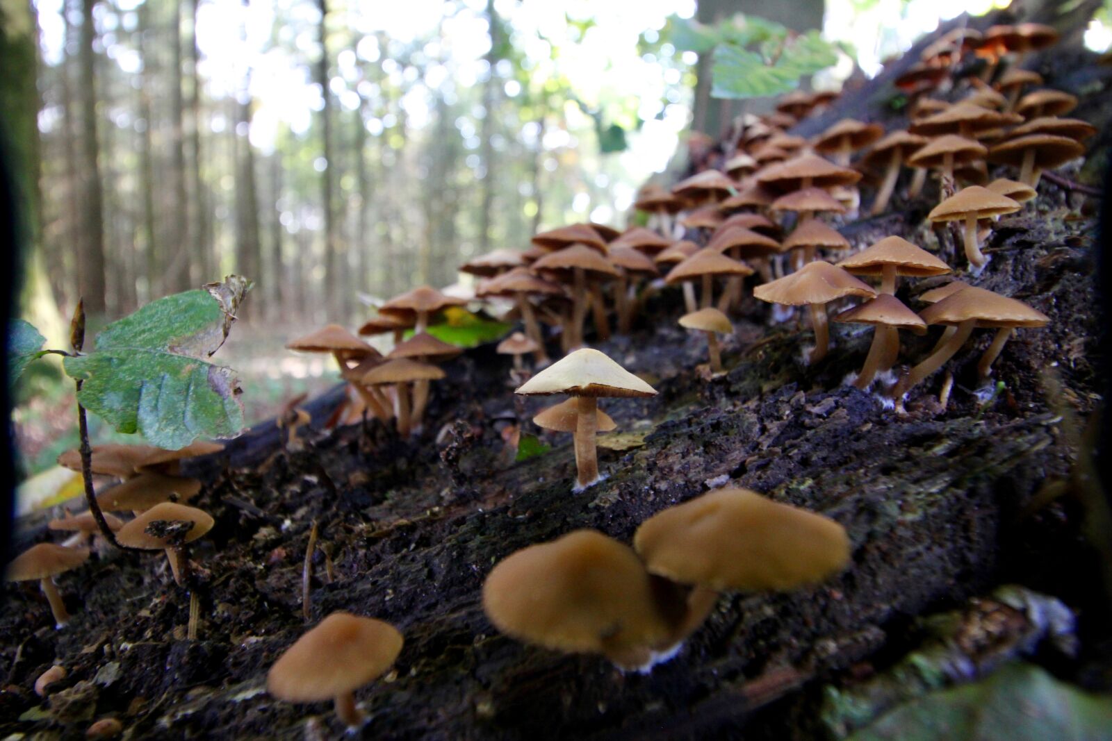 Canon EOS 60D sample photo. Mushroom, forest, autumn photography