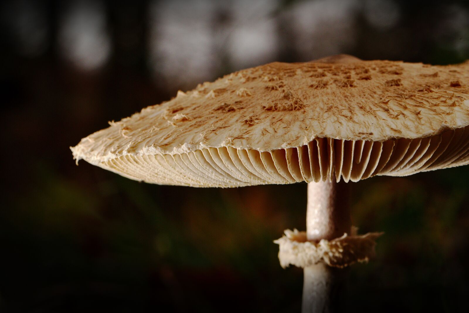 Canon EOS M5 sample photo. Mushroom, autumn, forest photography