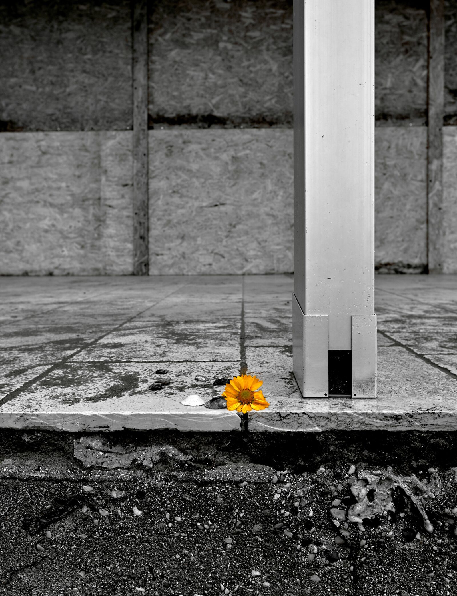 Sigma 16mm F1.4 DC DN | C sample photo. Still life, black and photography