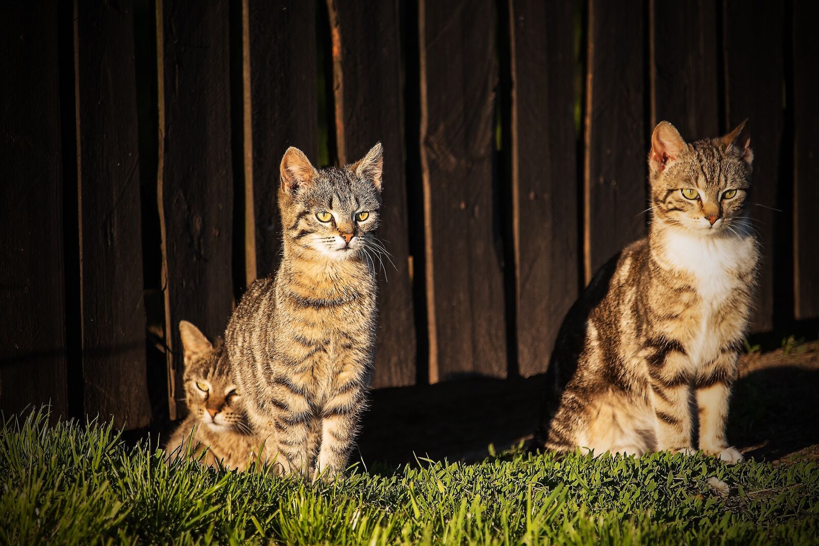 Canon EF-S 55-250mm F4-5.6 IS STM sample photo. Cats, roof top cat photography