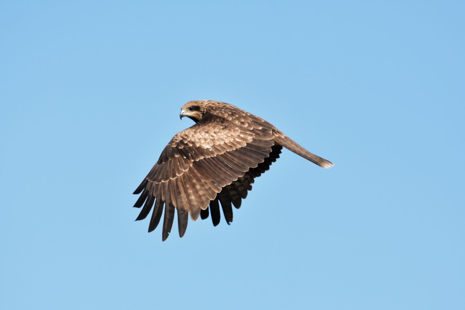 Nikon D7200 sample photo. Animal, sky, bird photography