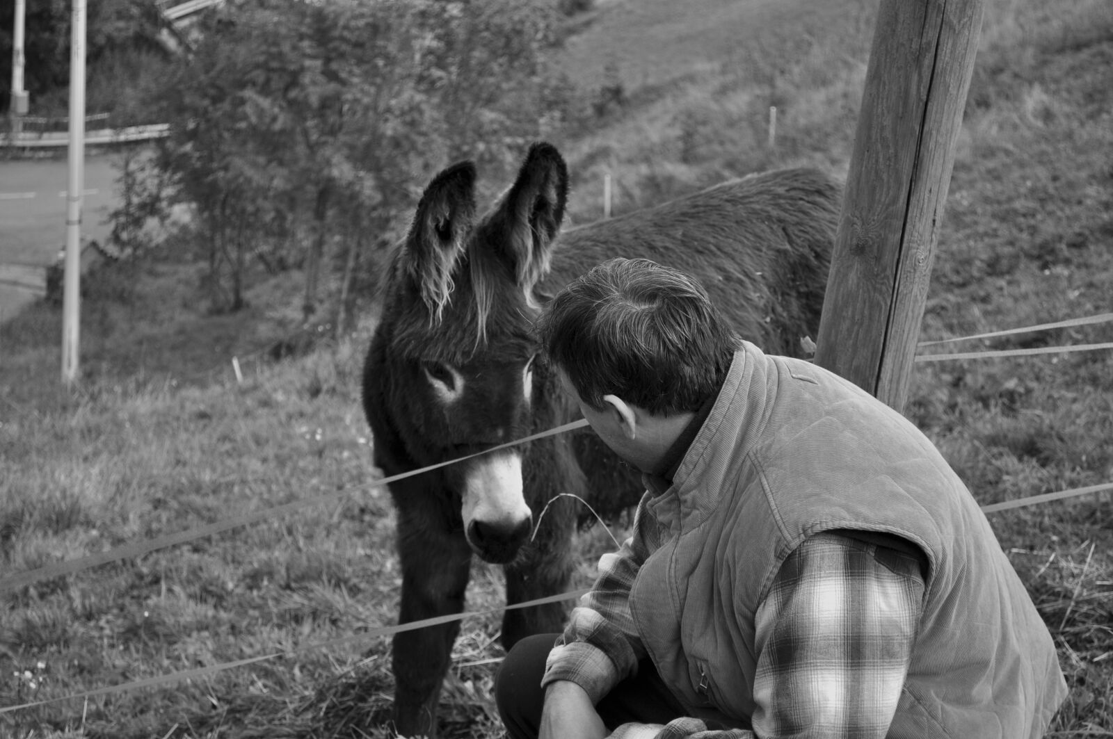 Nikon D5000 sample photo. Donkeys, nature, look photography