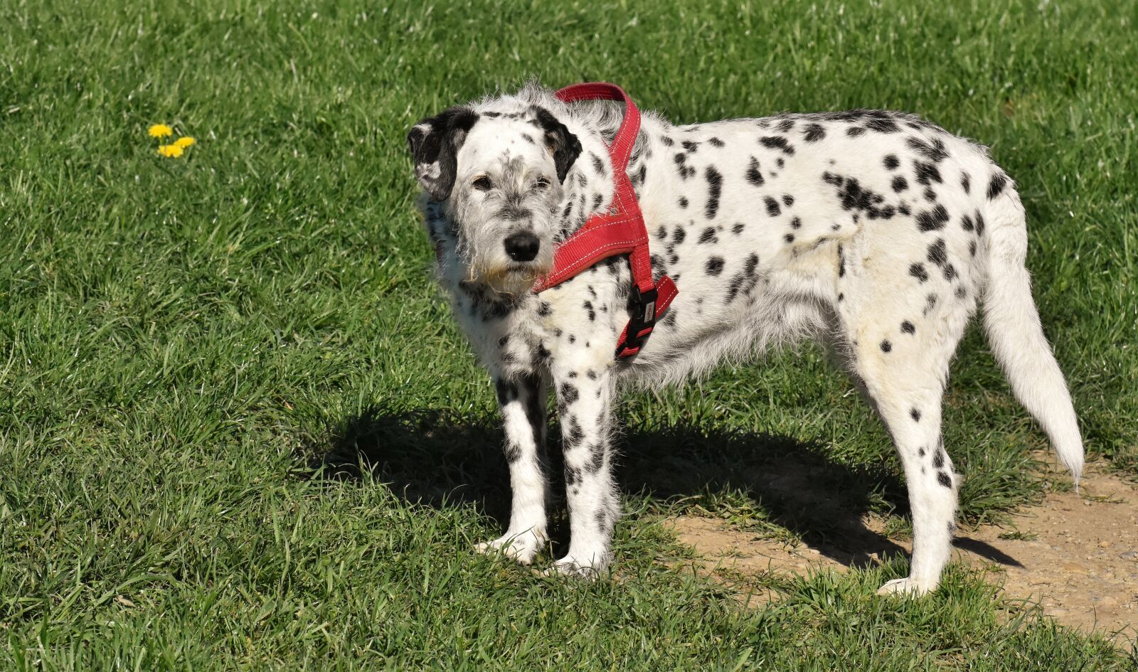 Nikon D7200 sample photo. Dog, fur, animal photography