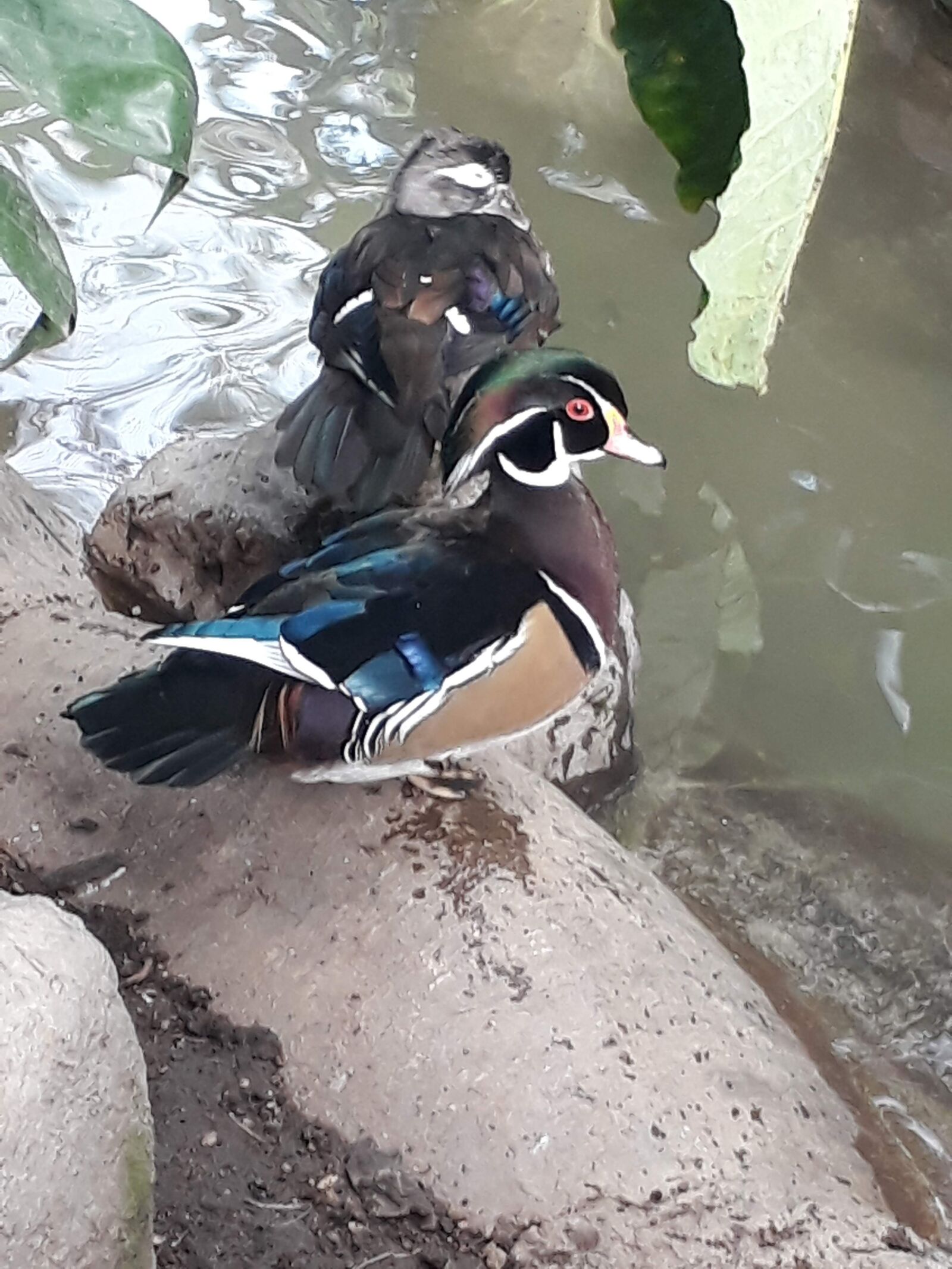Samsung Galaxy J5 Prime sample photo. Duck, pato, animal photography