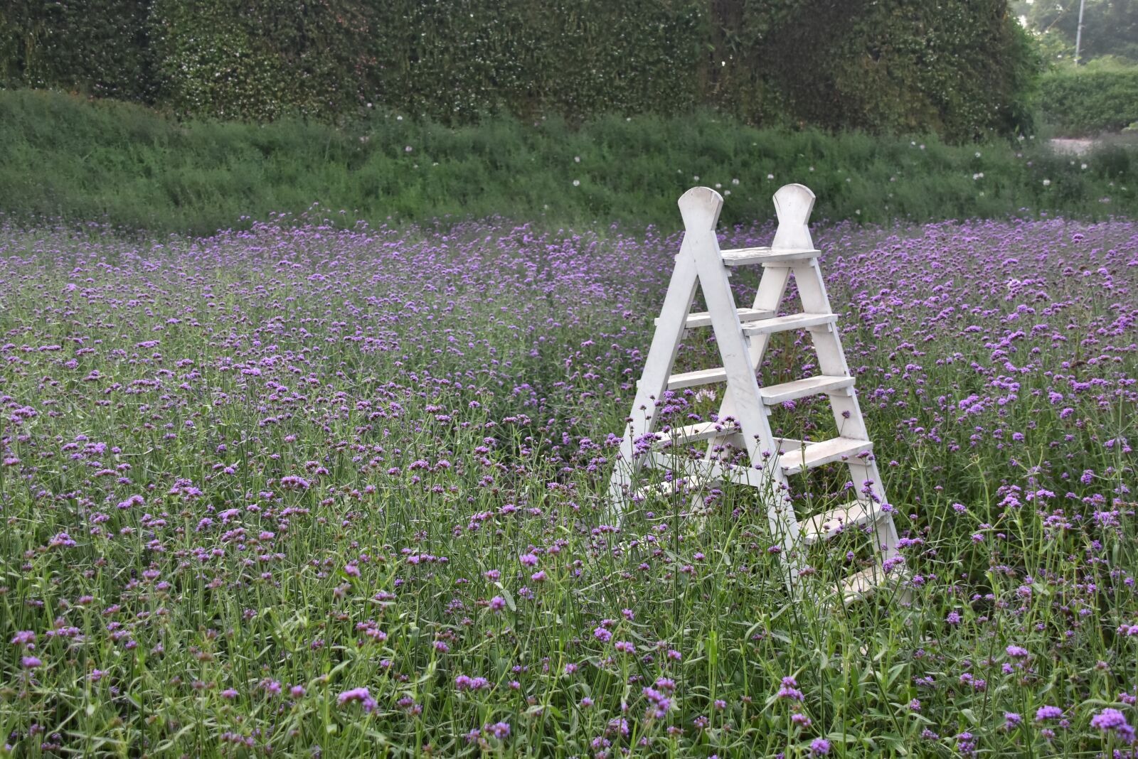 Nikon D7200 sample photo. Flower field, horsetail, purple photography