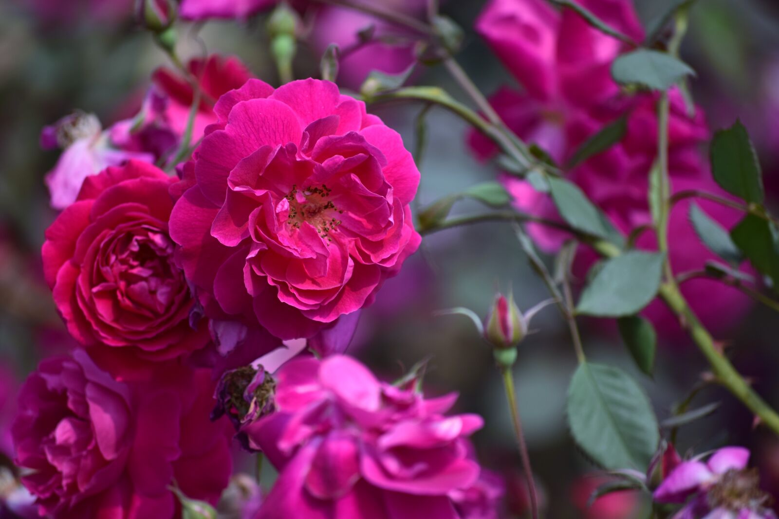 Nikon D5300 sample photo. Flower, flora, nature photography