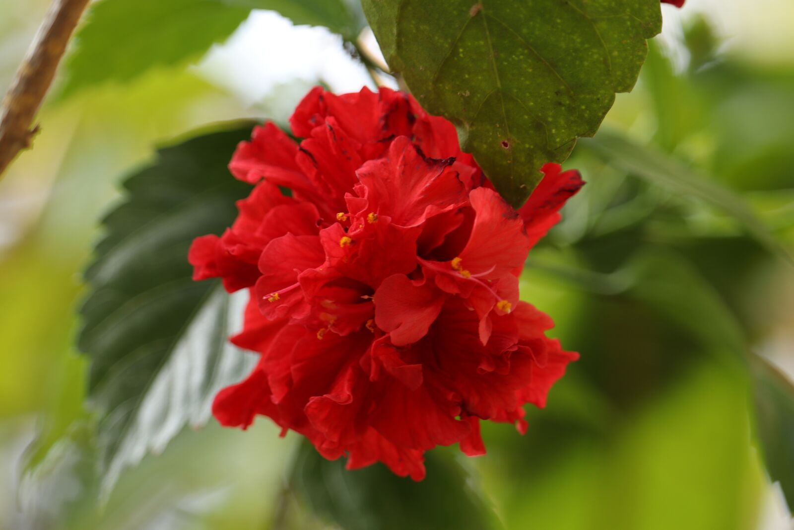 Canon EOS 250D (EOS Rebel SL3 / EOS Kiss X10 / EOS 200D II) sample photo. Flower, nature, kerala photography