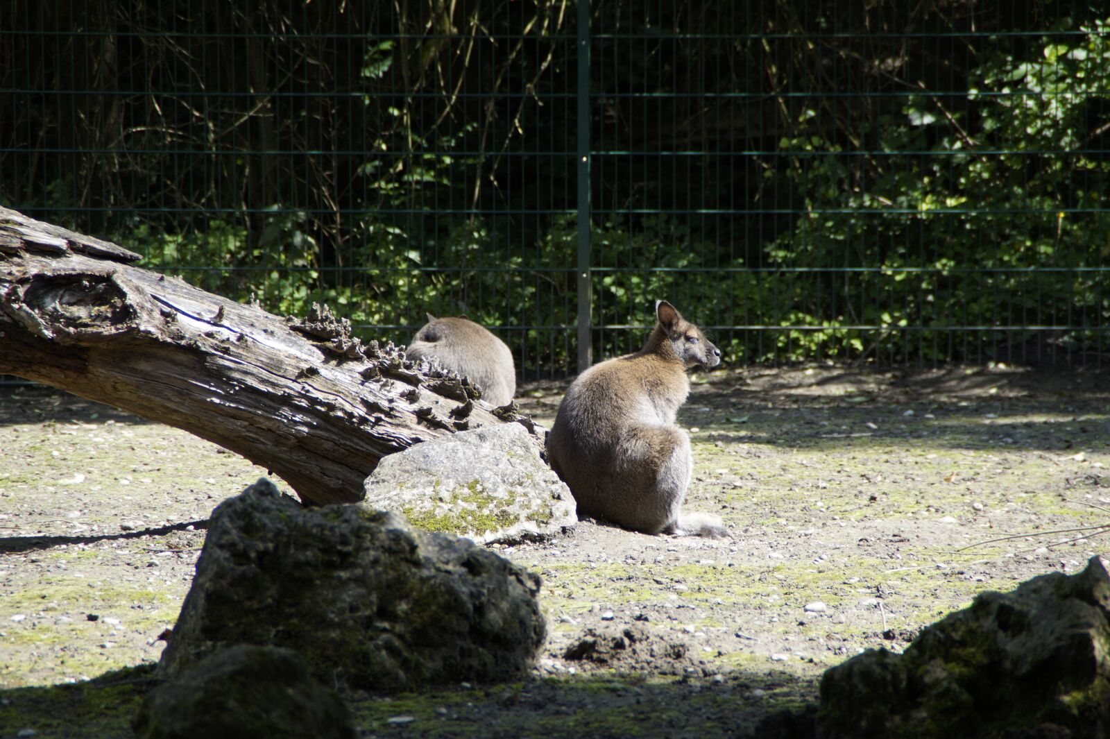 Sony SLT-A58 sample photo. Kangaroo, bennet's kangaroo, zoo photography