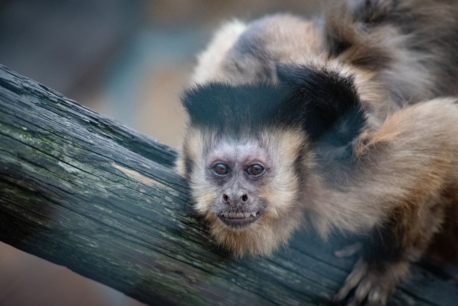 Nikon D750 sample photo. Animals, monkey, zoo photography