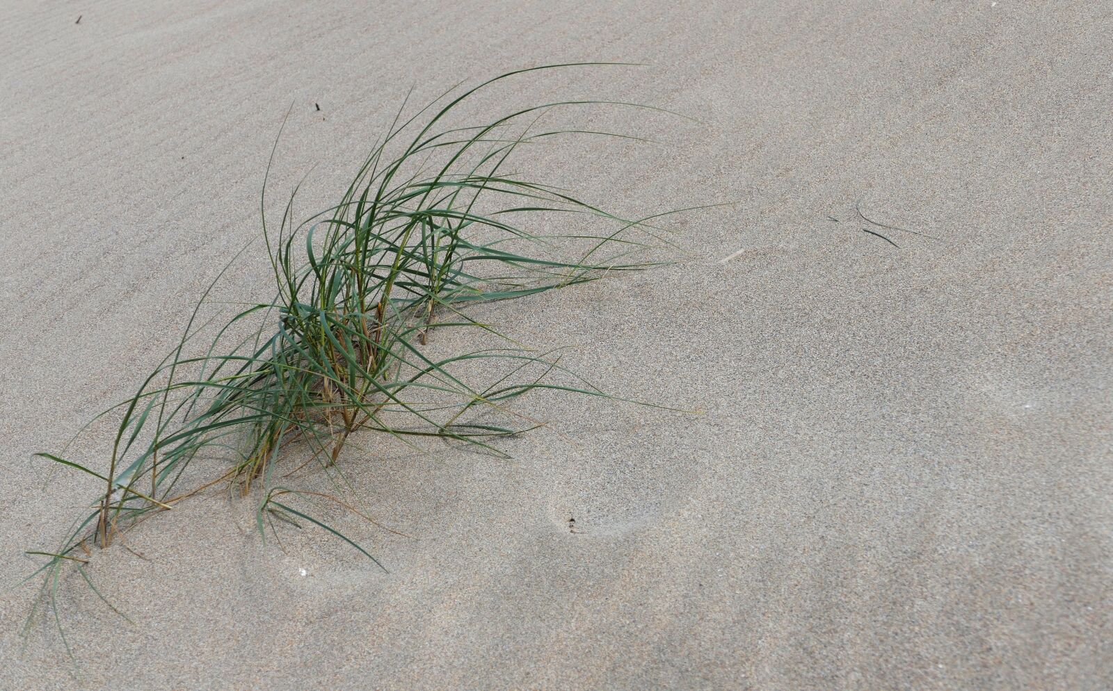 Panasonic Lumix DMC-FZ1000 sample photo. Penhale sands, perranporth, cornwall photography