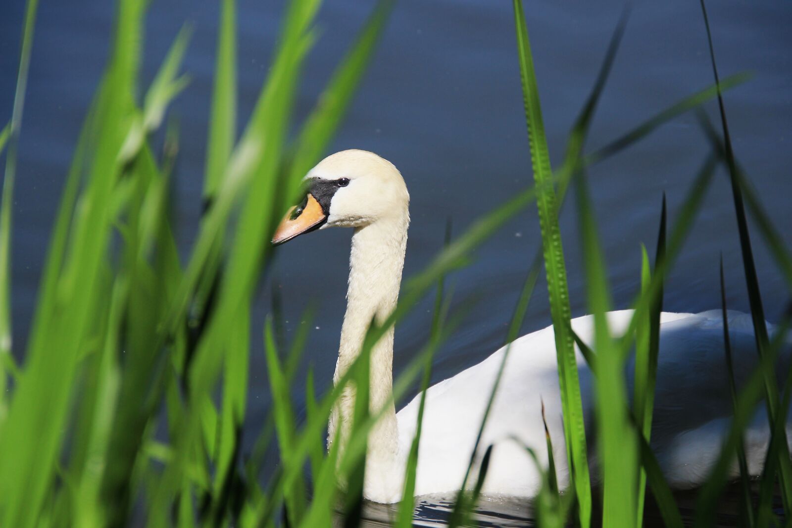 Canon EOS 700D (EOS Rebel T5i / EOS Kiss X7i) sample photo. Swan, animal, nature photography