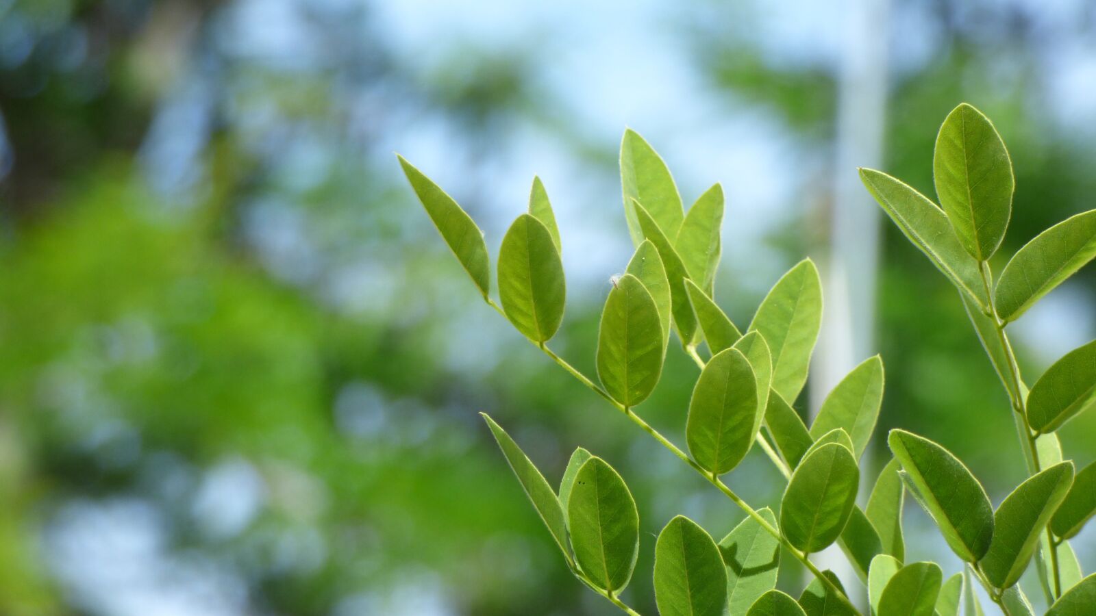 Panasonic Lumix DMC-FZ70 sample photo. Leaves, green leaves, plant photography