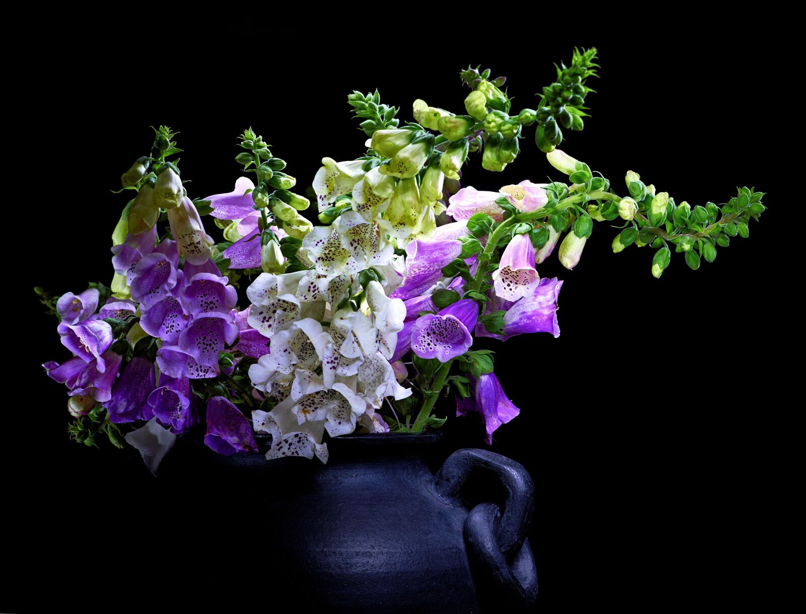 Nikon D800 sample photo. Digitalis, black background, light photography