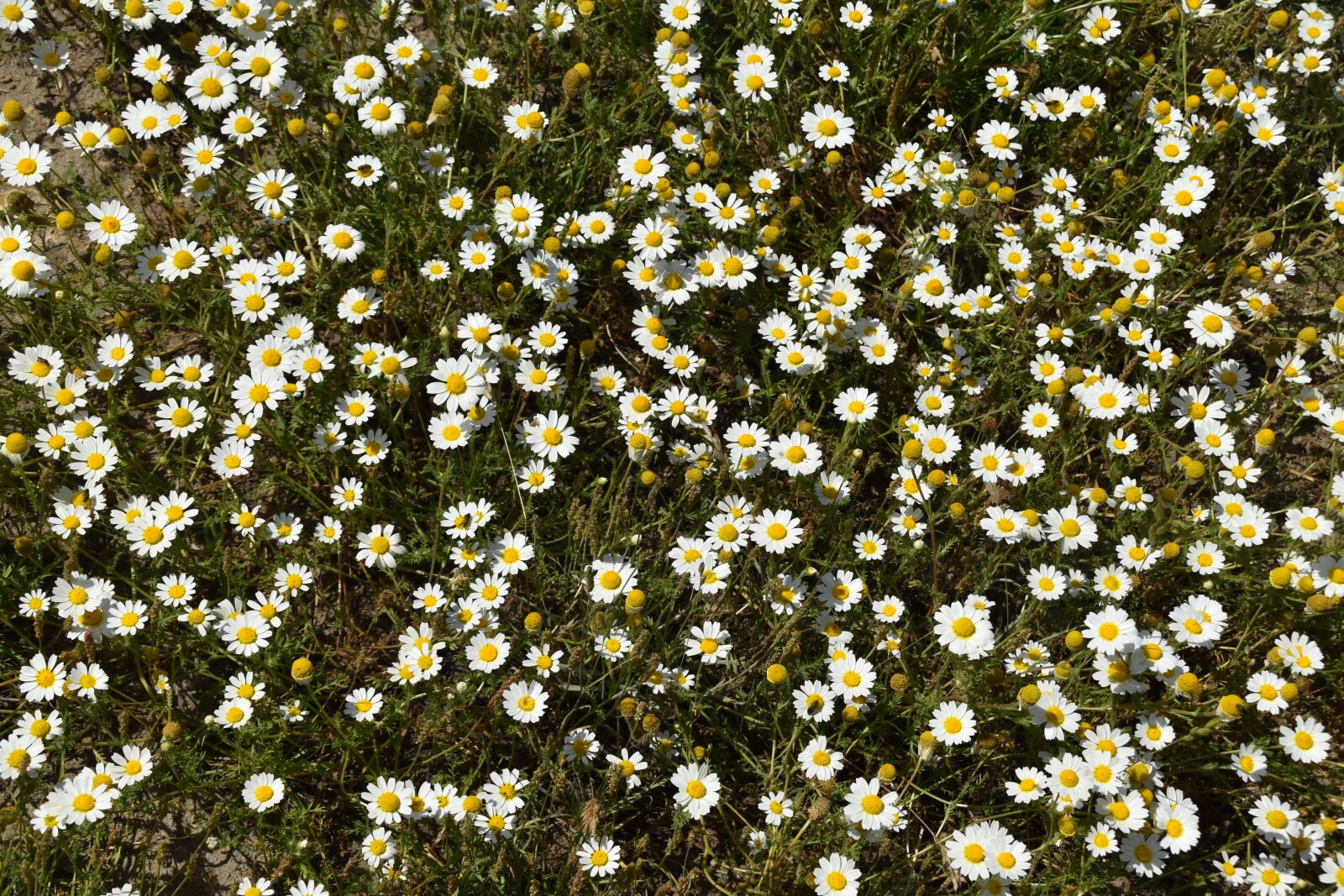 Nikon D5600 sample photo. Flower, daisies, garden photography