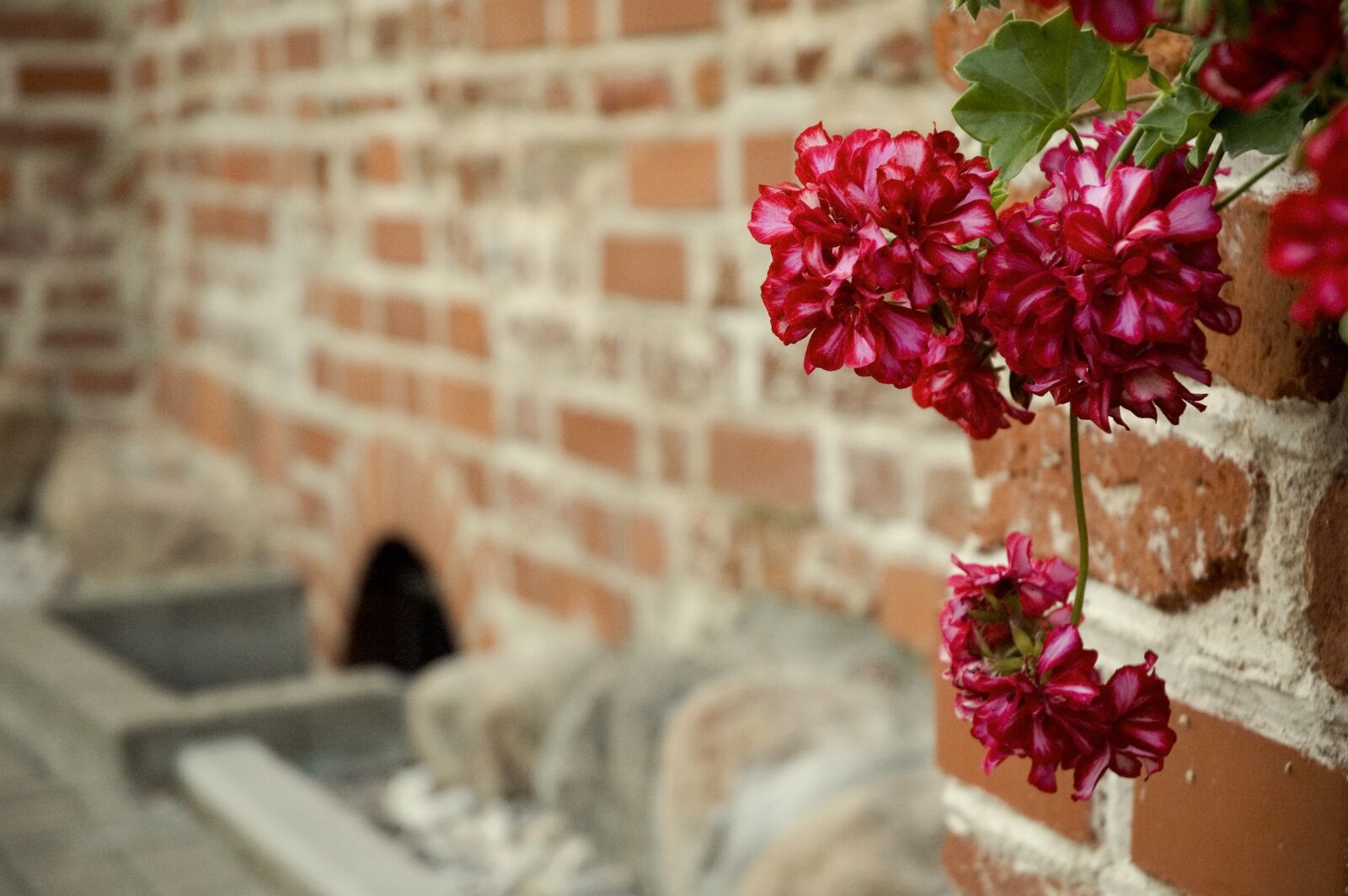 Nikon D70s sample photo. Flower, red, outdoors photography