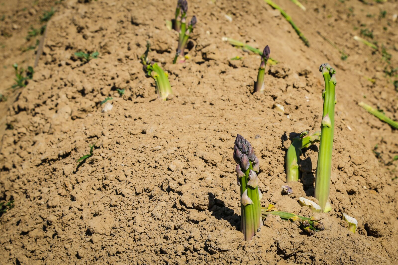 Canon EF 24-105mm F4L IS USM sample photo. Asparagus, vegetables, asparagus time photography