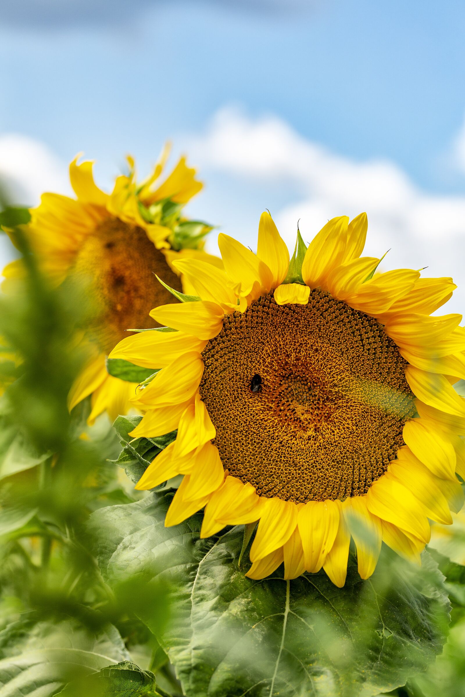 Canon EF 100mm F2.8L Macro IS USM sample photo. Sunflower, summer, sun photography