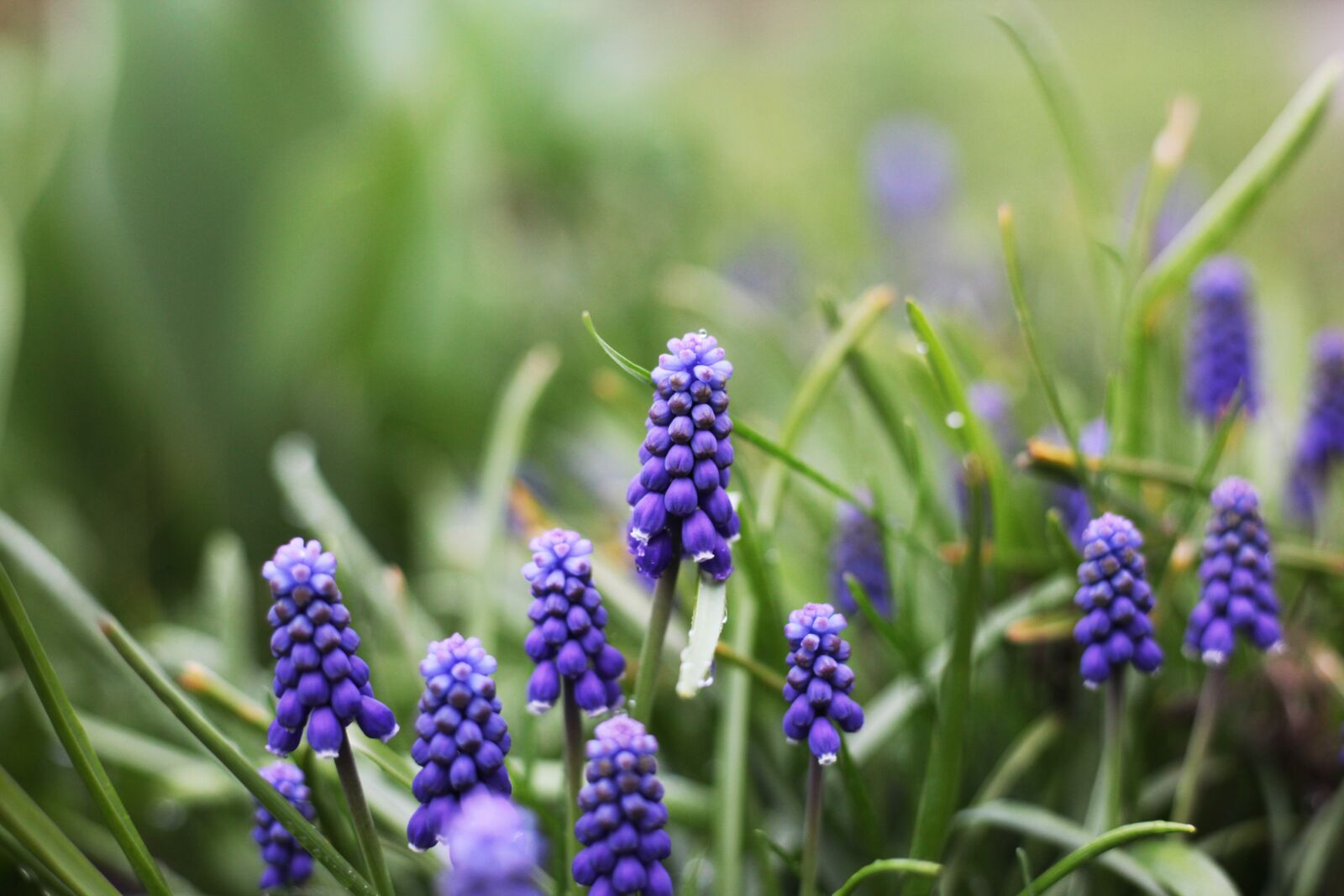 Canon EOS 5D Mark II sample photo. Nature, plant, flower photography