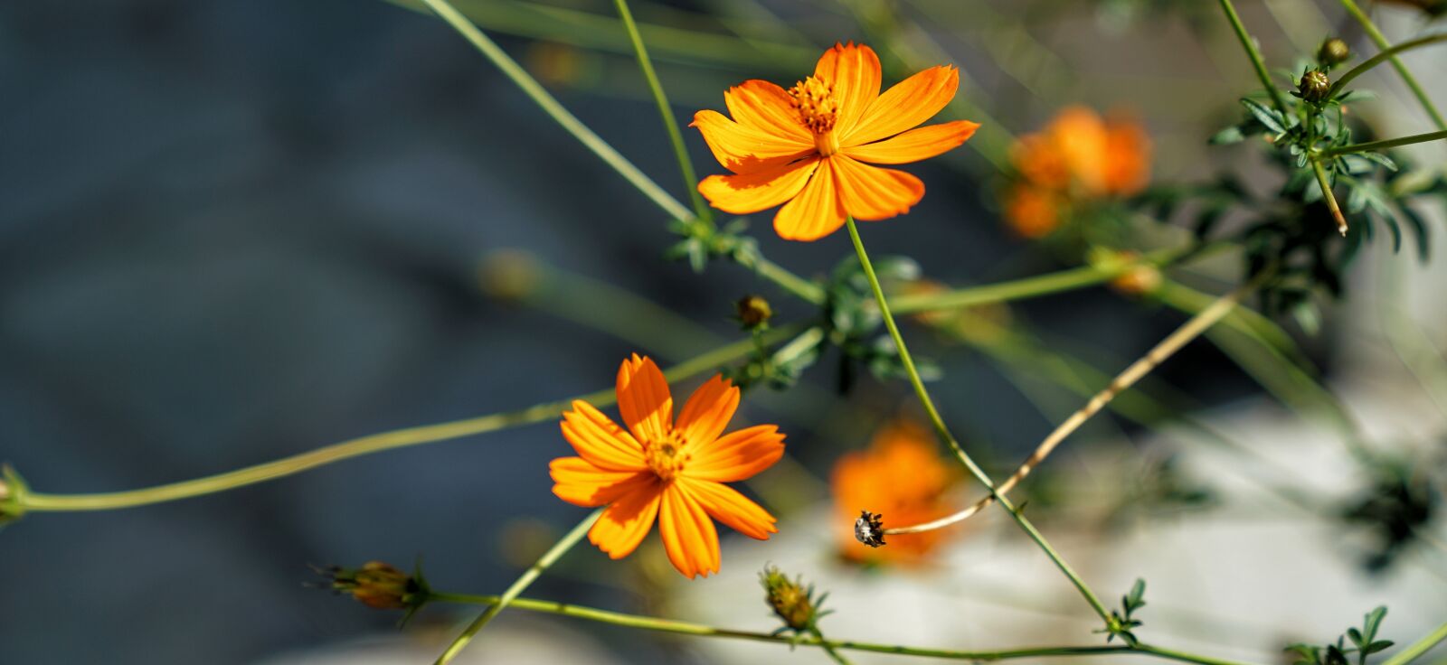 Sony a7R II + Sony FE 24-70mm F2.8 GM sample photo. Flower, orange, delicate photography