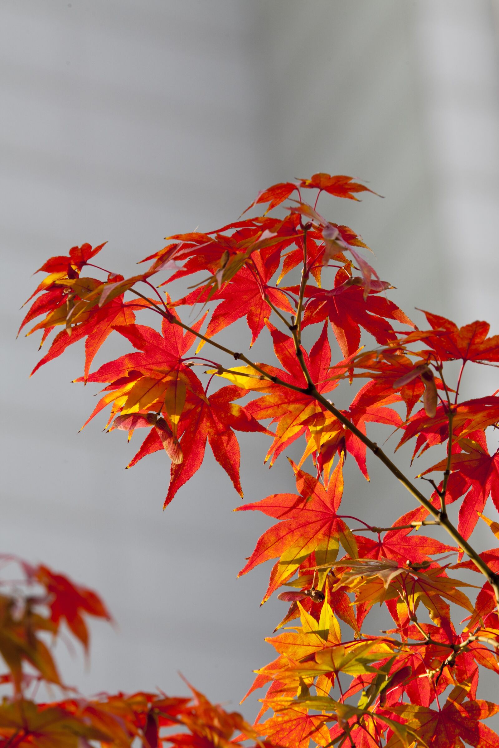 Canon EOS 5D sample photo. Autumn leaves, autumn, red photography