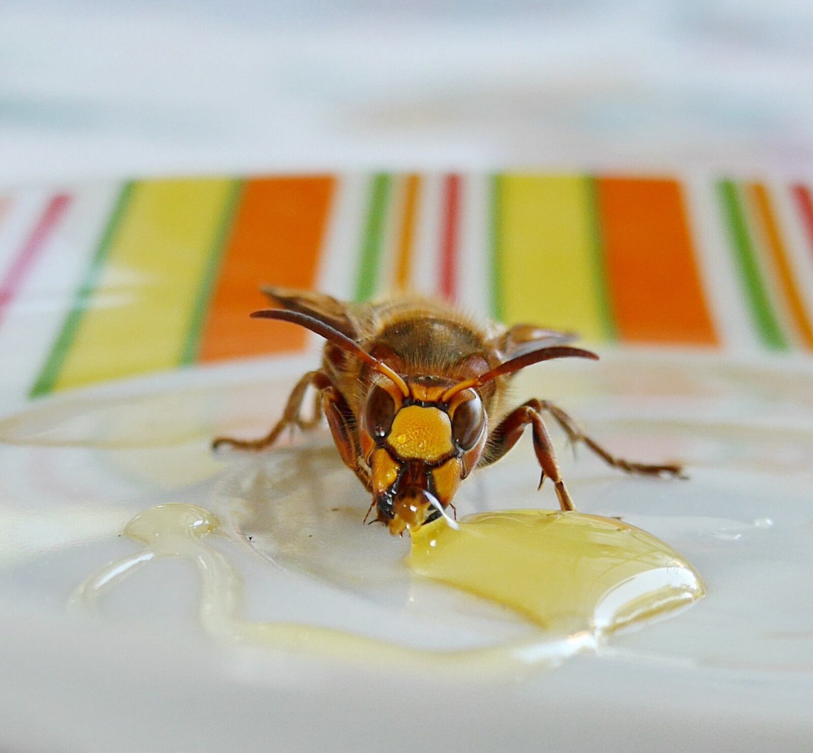 Panasonic Lumix DMC-G6 sample photo. Wasp, bee, animal photography