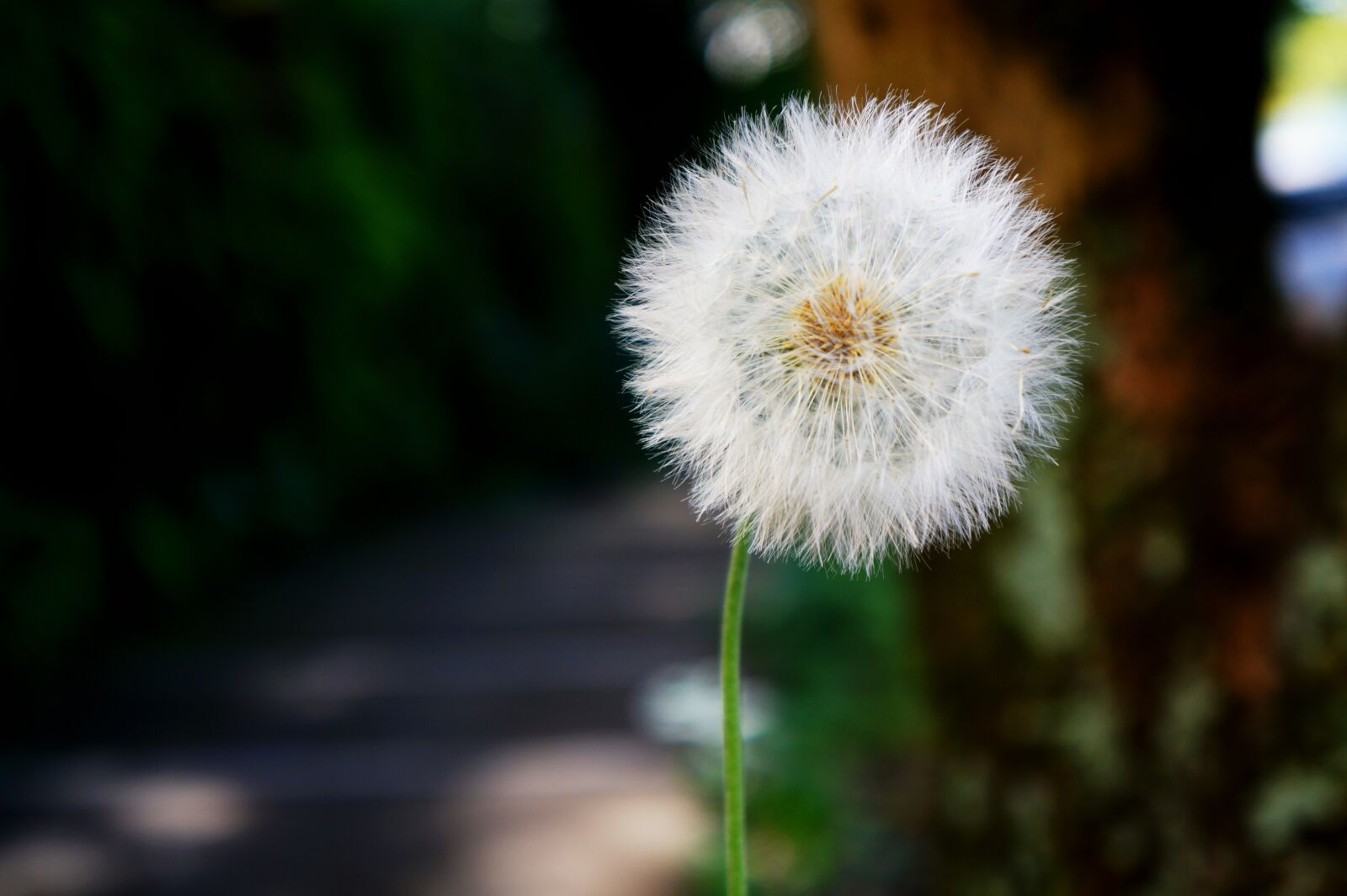 Sony Alpha a3000 sample photo. El salvador, gardening, garden photography