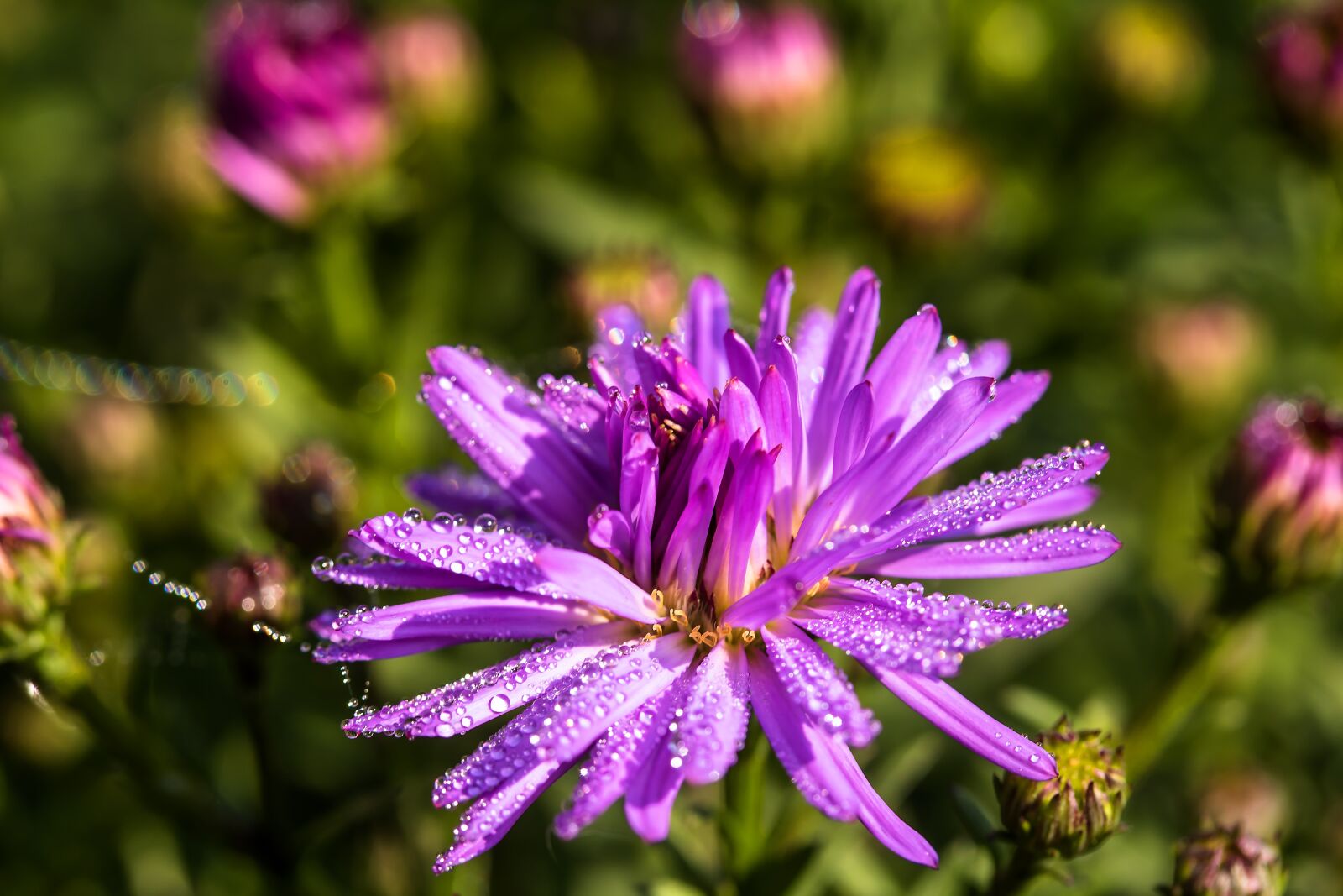 Canon EF-S 60mm F2.8 Macro USM sample photo. Aster, herbstaster, dewdrop photography