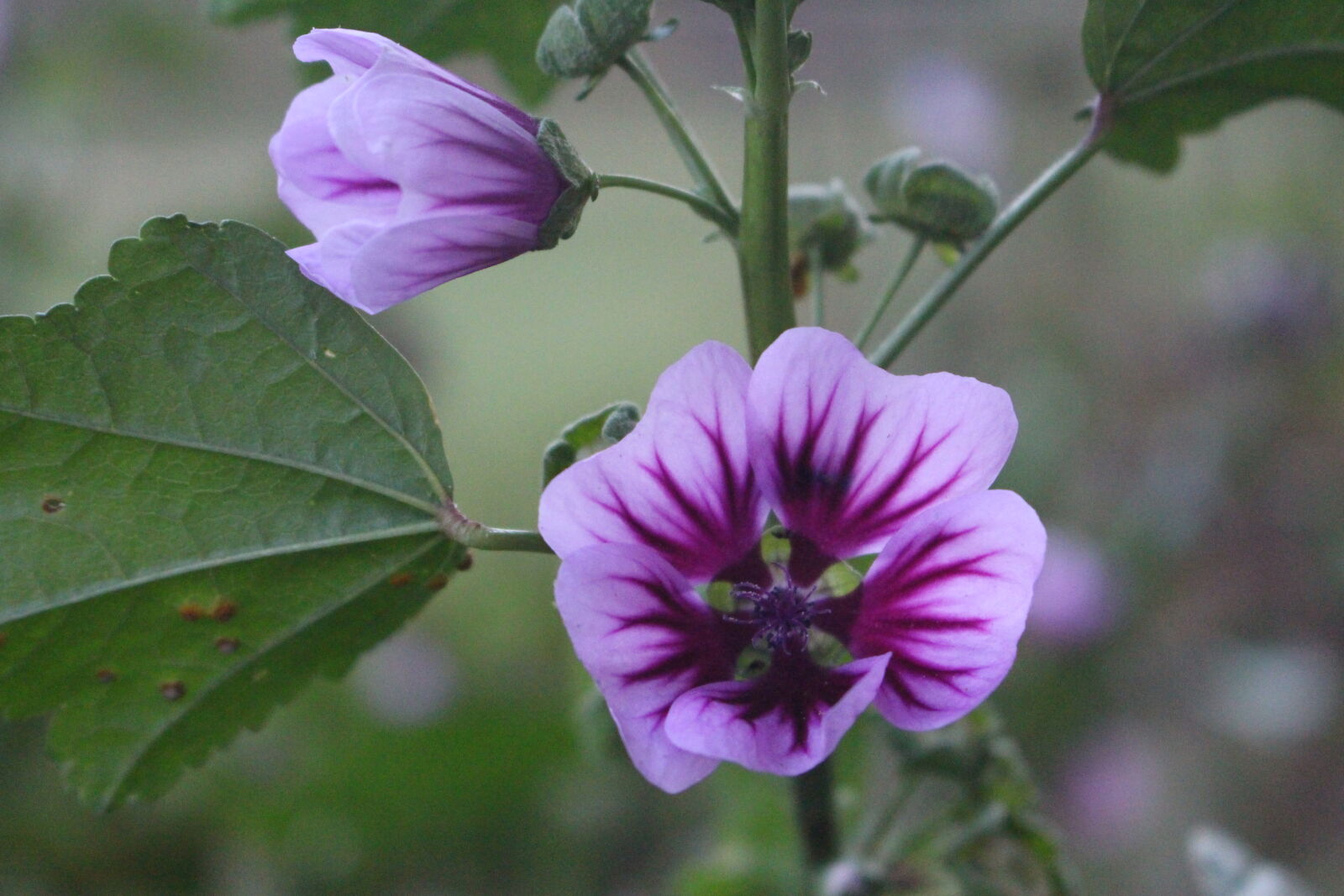 Canon EOS 700D (EOS Rebel T5i / EOS Kiss X7i) sample photo. Purple, flowers photography