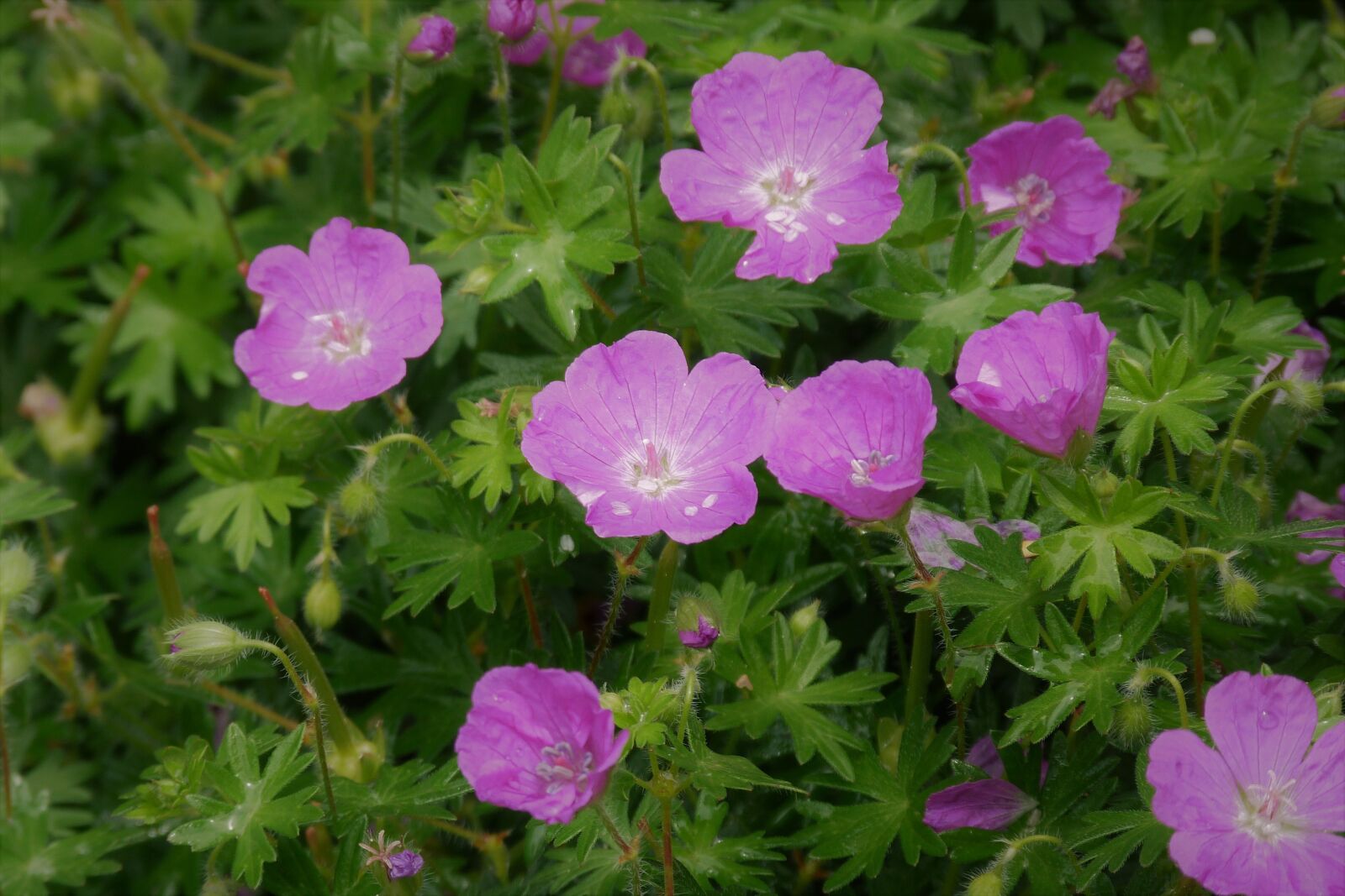 Panasonic Lumix DMC-FZ40 (Lumix DMC-FZ45) sample photo. Geranium, cranesbill, purple photography