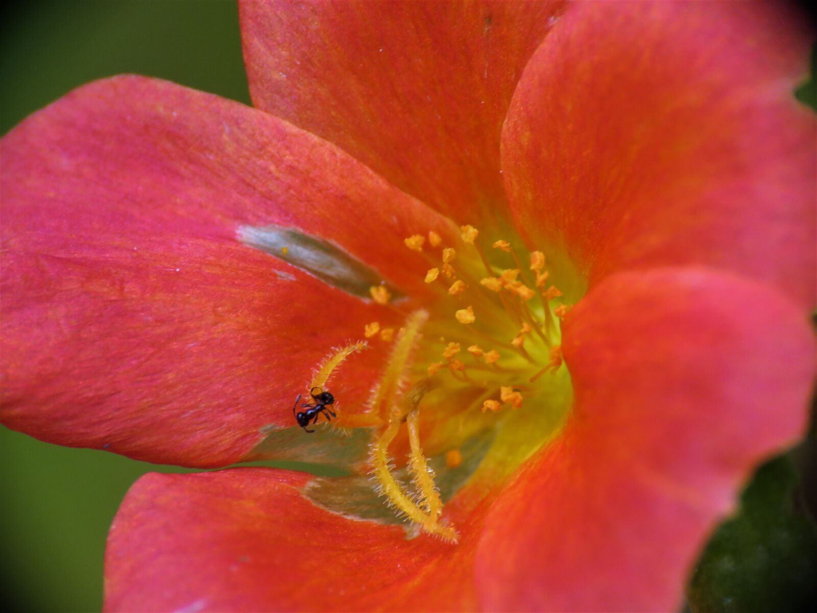Canon PowerShot SX60 HS sample photo. Flower, rust and yellow photography