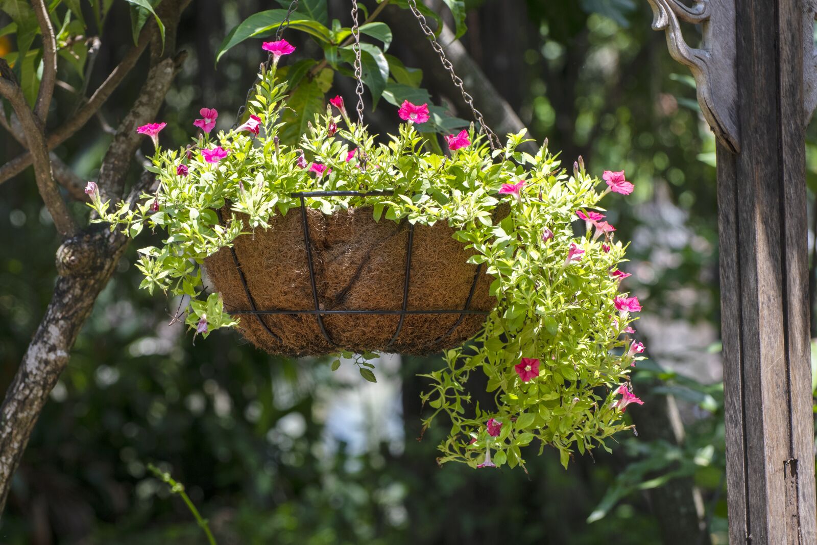 Nikon D7500 sample photo. Flower basket, flower, decoration photography