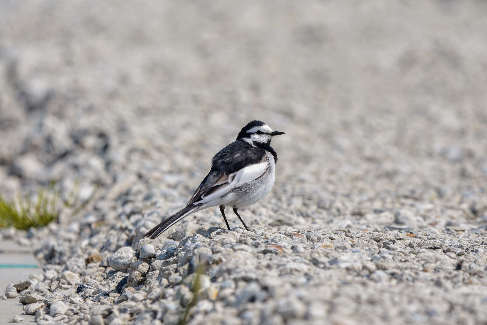 Nikon D7200 sample photo. Animal, stone, bird photography
