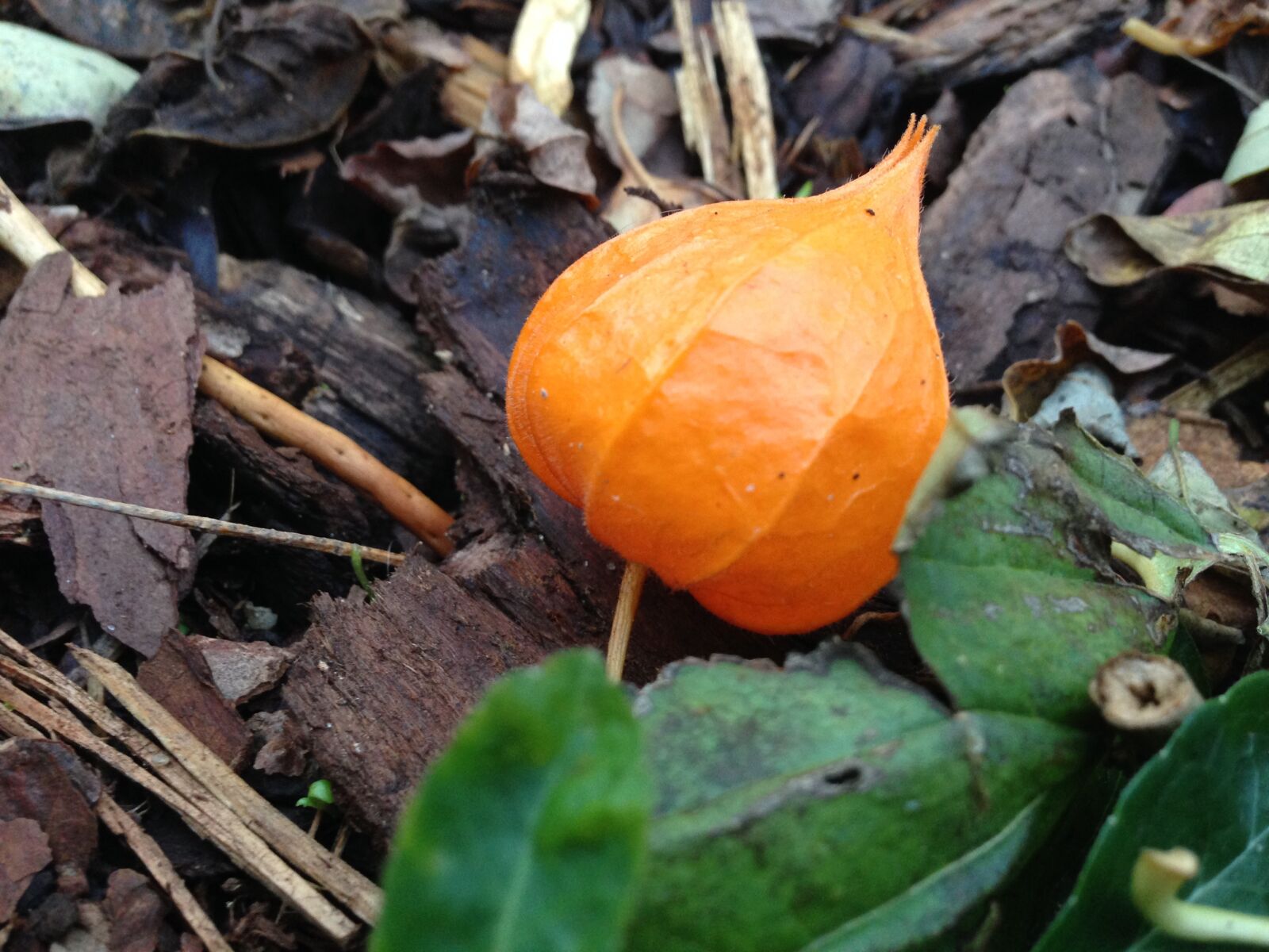 Apple iPhone 5 sample photo. Lampionblume, orange, autumn photography