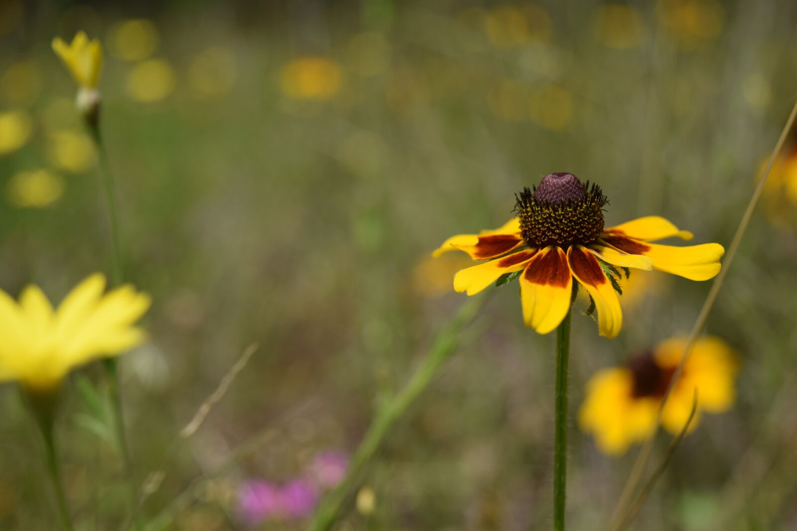 Nikon D3300 sample photo. Flower, texas wild flower photography