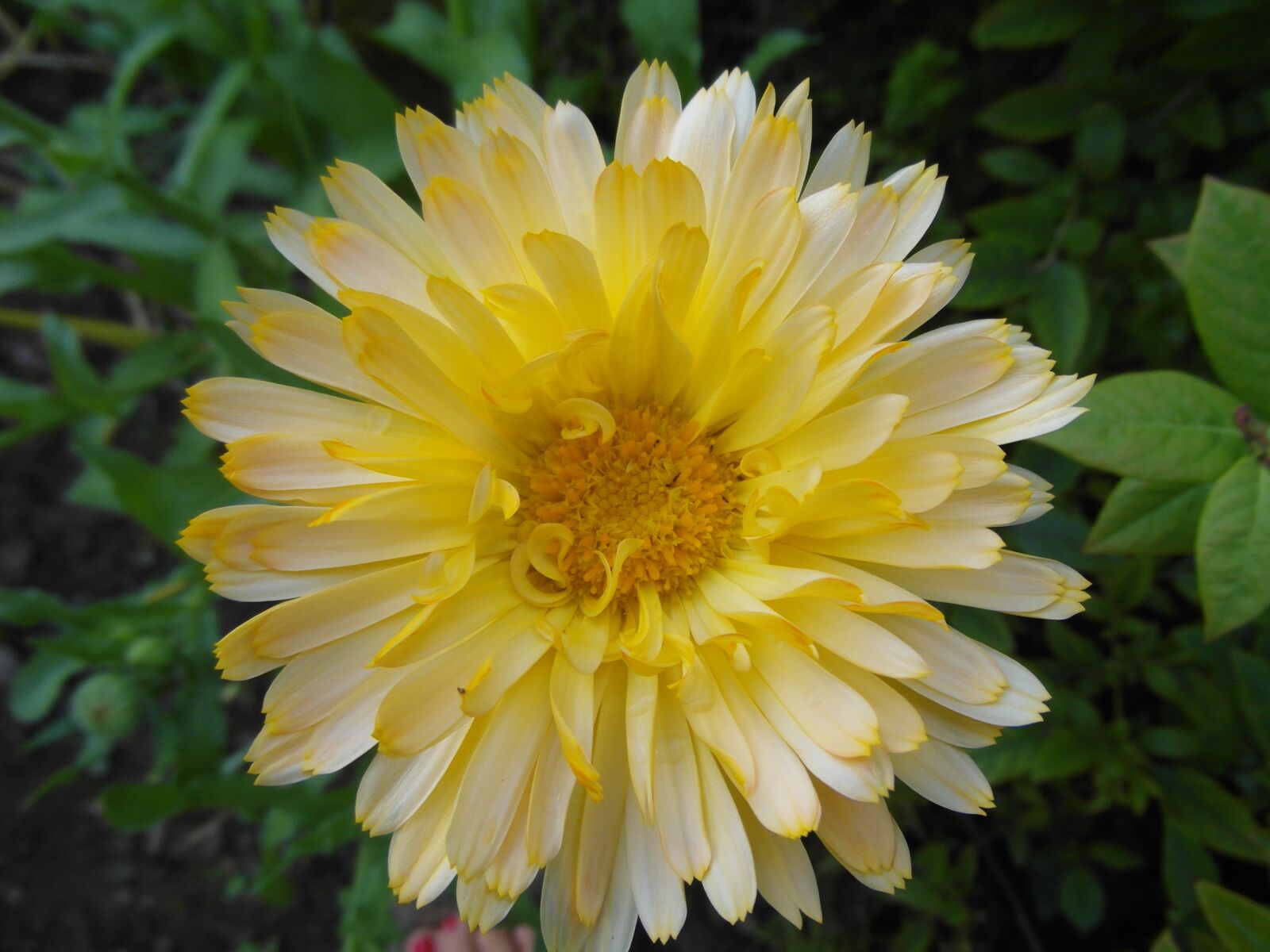 Samsung WB750 sample photo. Flower, yellow, figure photography