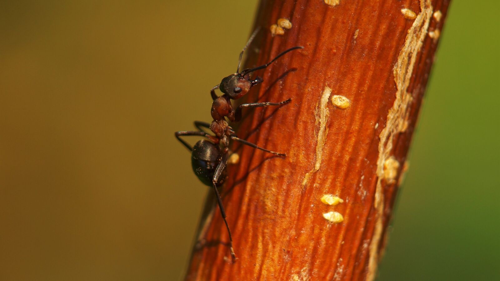 Olympus E-420 (EVOLT E-420) sample photo. Ant, animal, insect photography