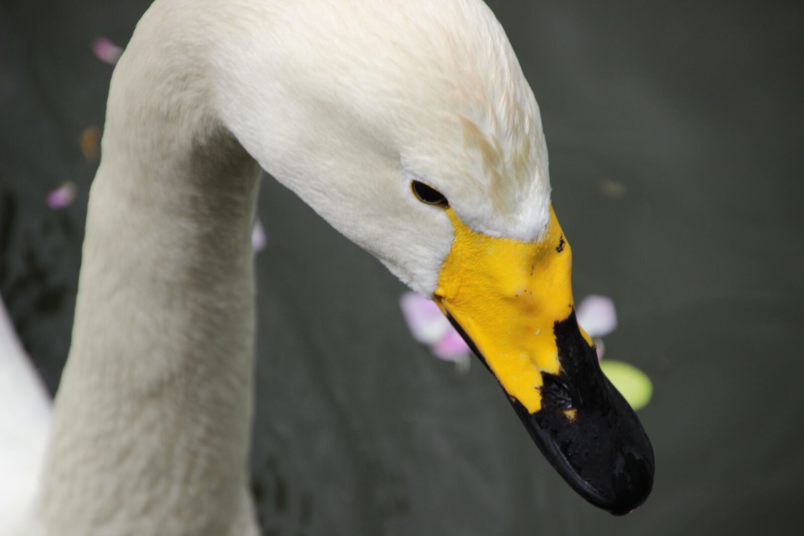 Canon EOS 600D (Rebel EOS T3i / EOS Kiss X5) sample photo. Swan, water bird, bird photography