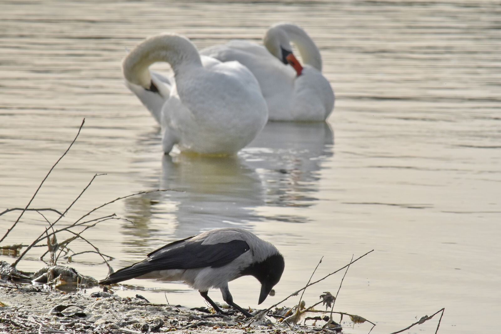Nikon D5500 sample photo. Crown, ornithology, riverbank, swan photography